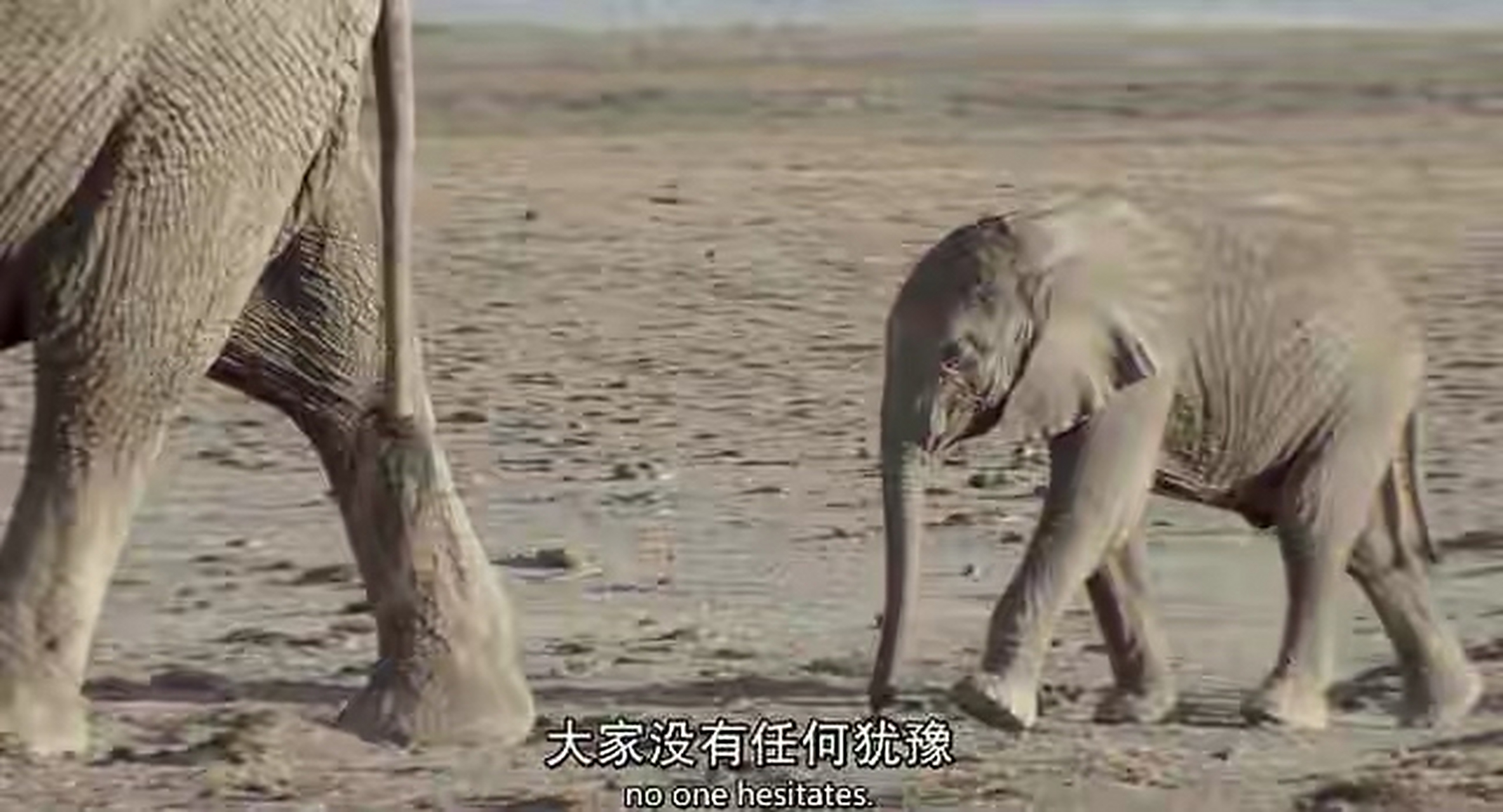 纪录片# 看《大象女王》这部纪录片,真的需要备好一包纸巾,不然你会