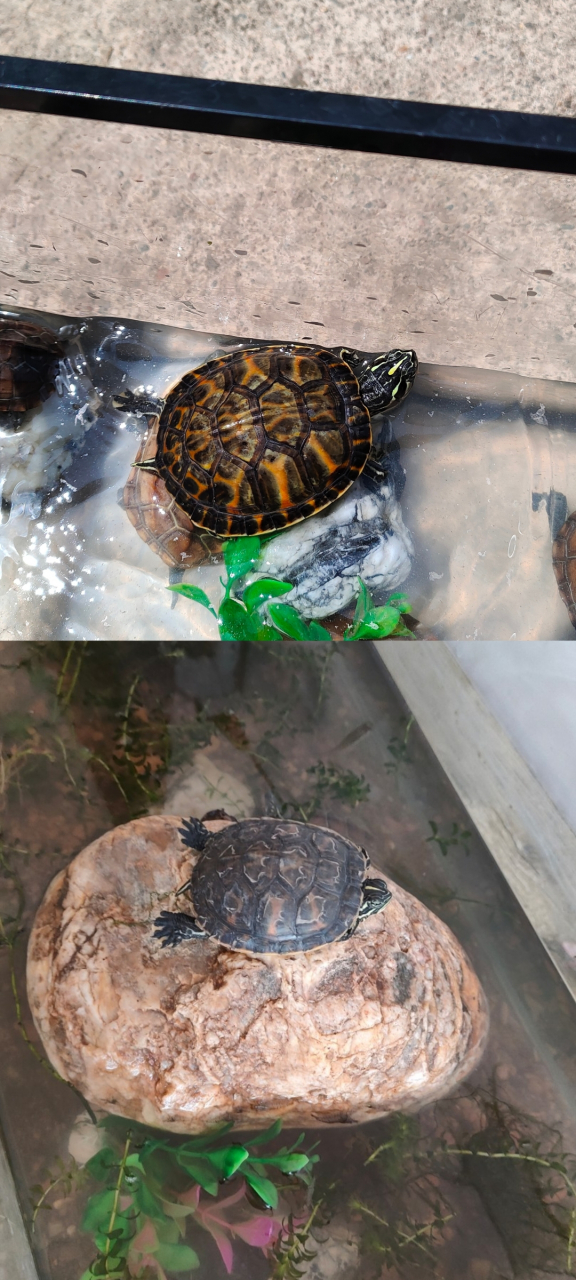 看我家乌龟第一次换壳.