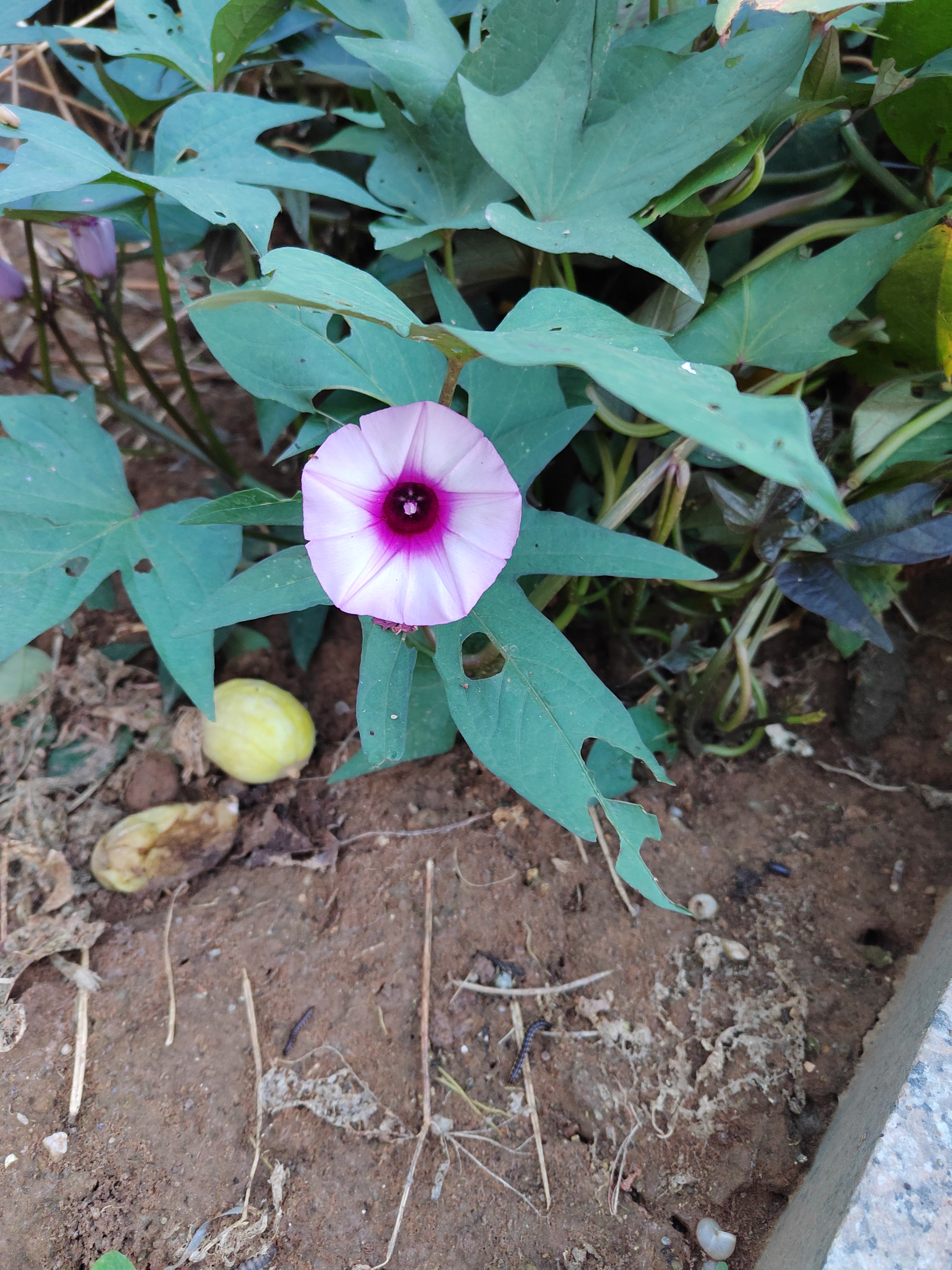 秋日的阳光下,紫薯花与喇叭花相映成趣,一抹紫色在金色阳光下显得格外