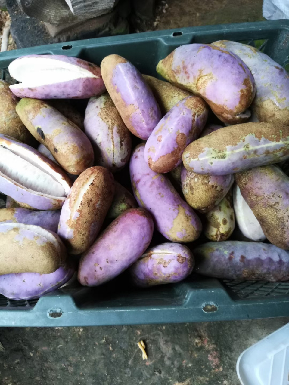 八月瓜,它的味道清新甜美,让我瞬间陶醉.