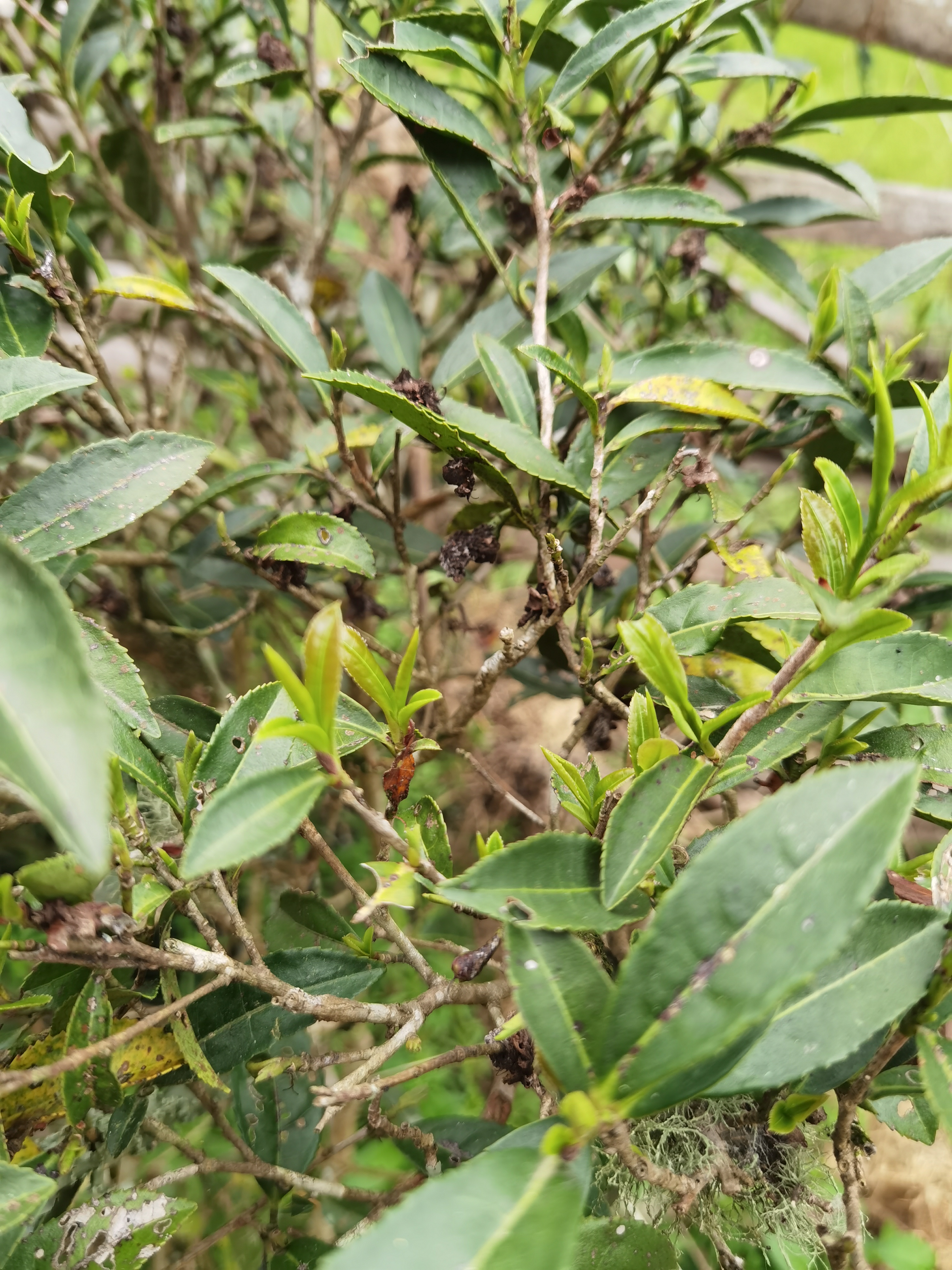 茶白柏绿的图片图片