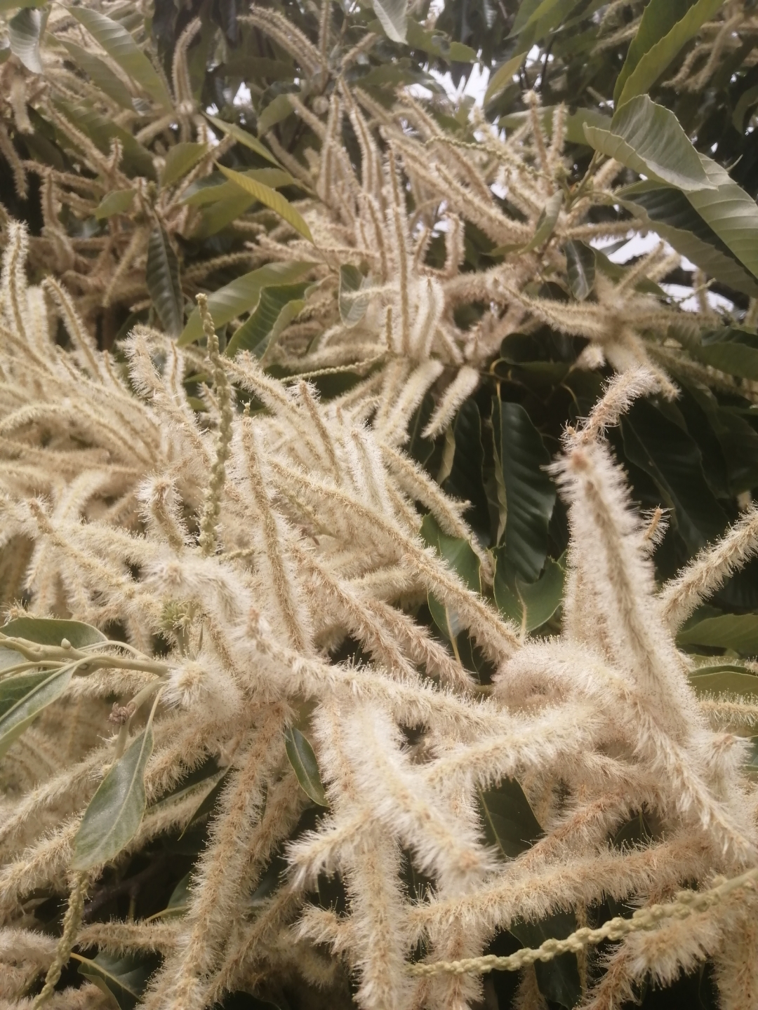 罗田县的板栗树正在开花好看吧很香很香的到处都是栗花香
