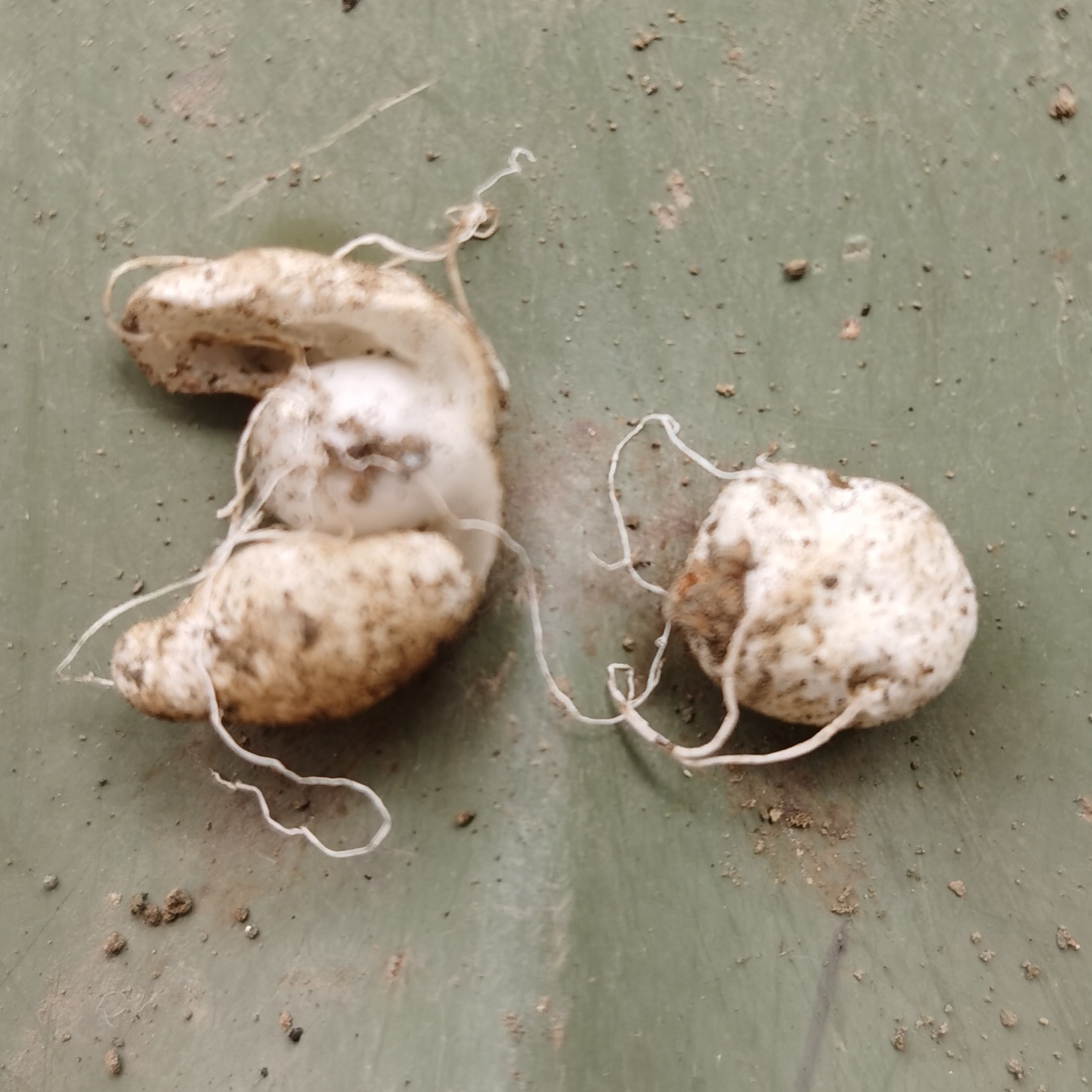 土里挖出来,有细长的须根,挤压很q弹,剥开里面内中透明,还有个透明