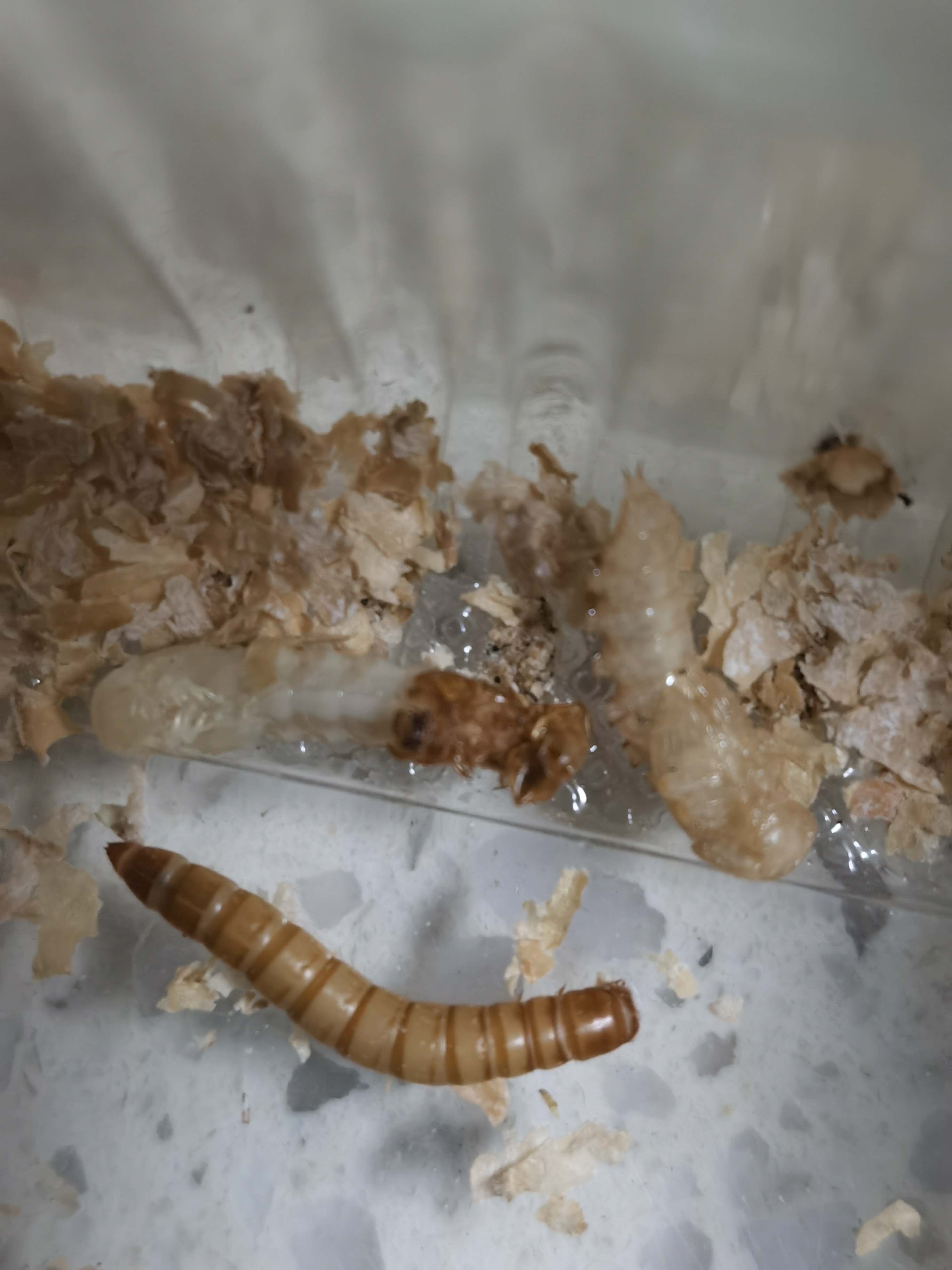 黄粉虫幼虫,化蛹,成虫对比