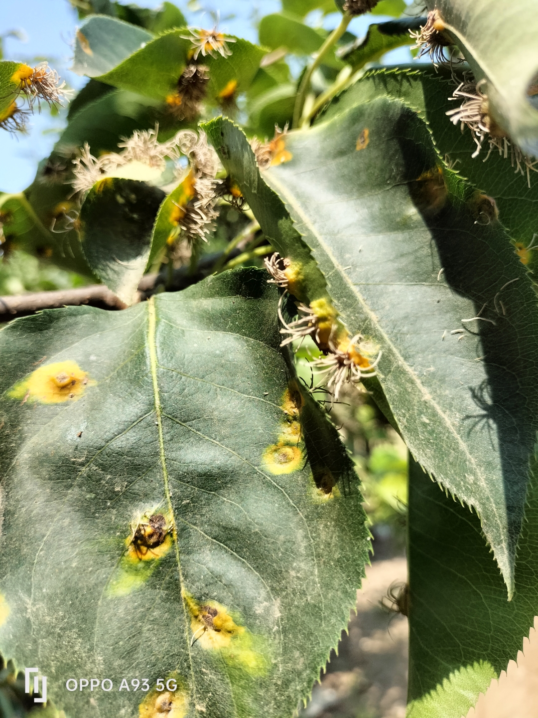 梨树上面这是什么病