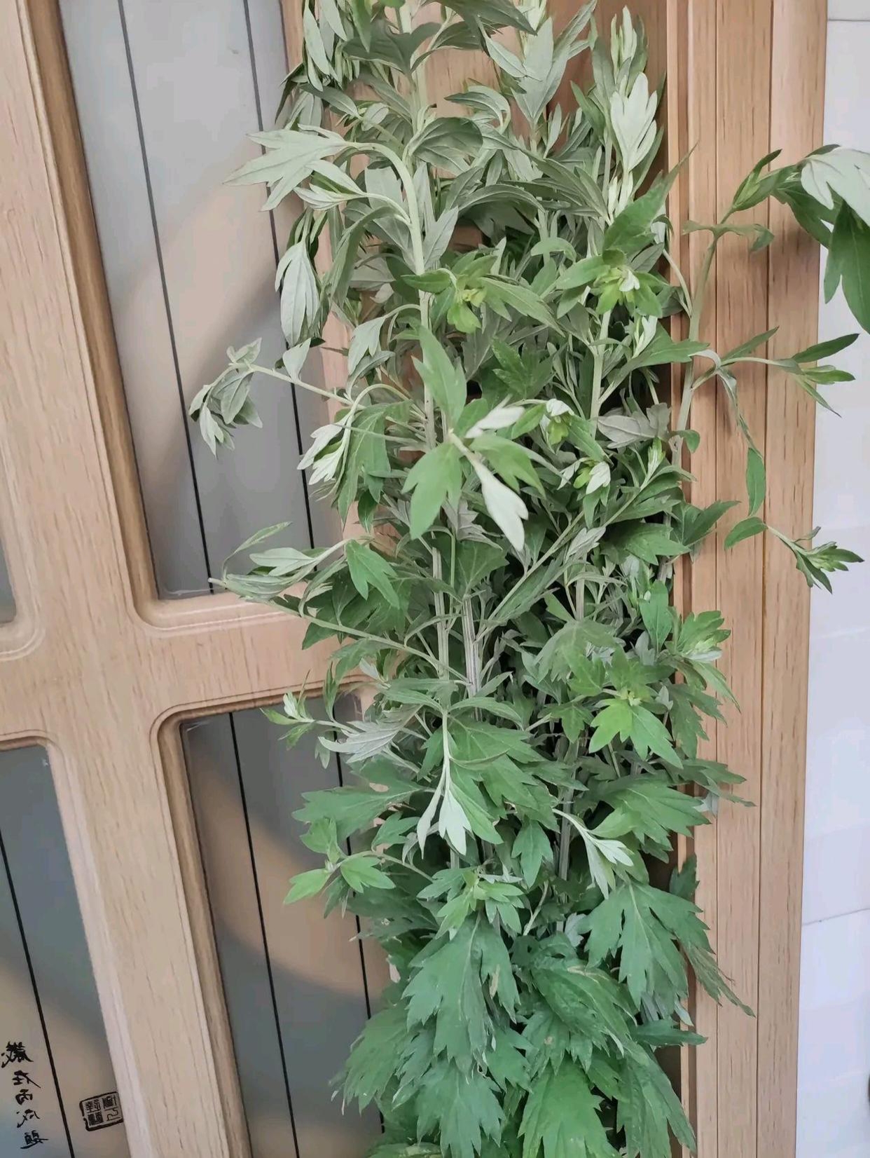 问下家人们这两款究竟那一个是艾草呢?