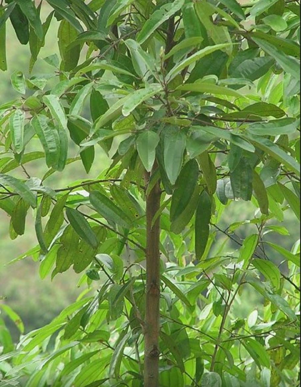 肉桂是世界古老的香料植物之一,盛产广西北回归线以南地区,广西是肉桂