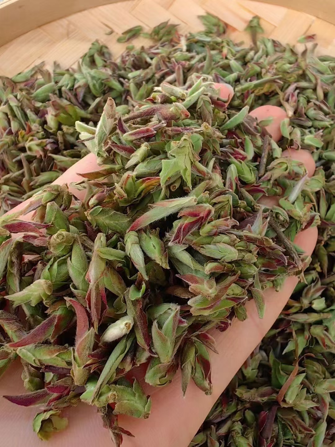 野生紫芽茶白茶芽孢!