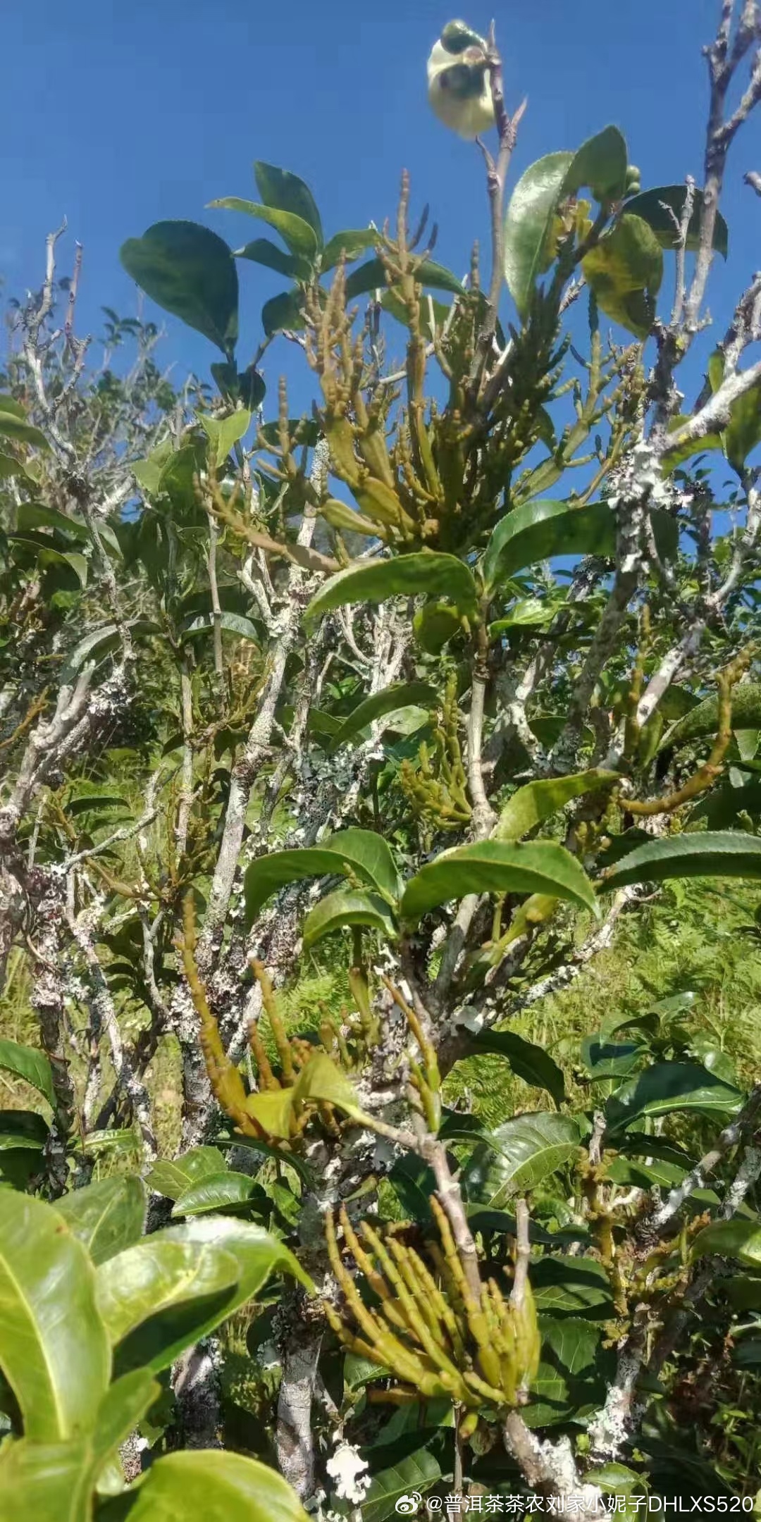 茶树上的螃蟹脚