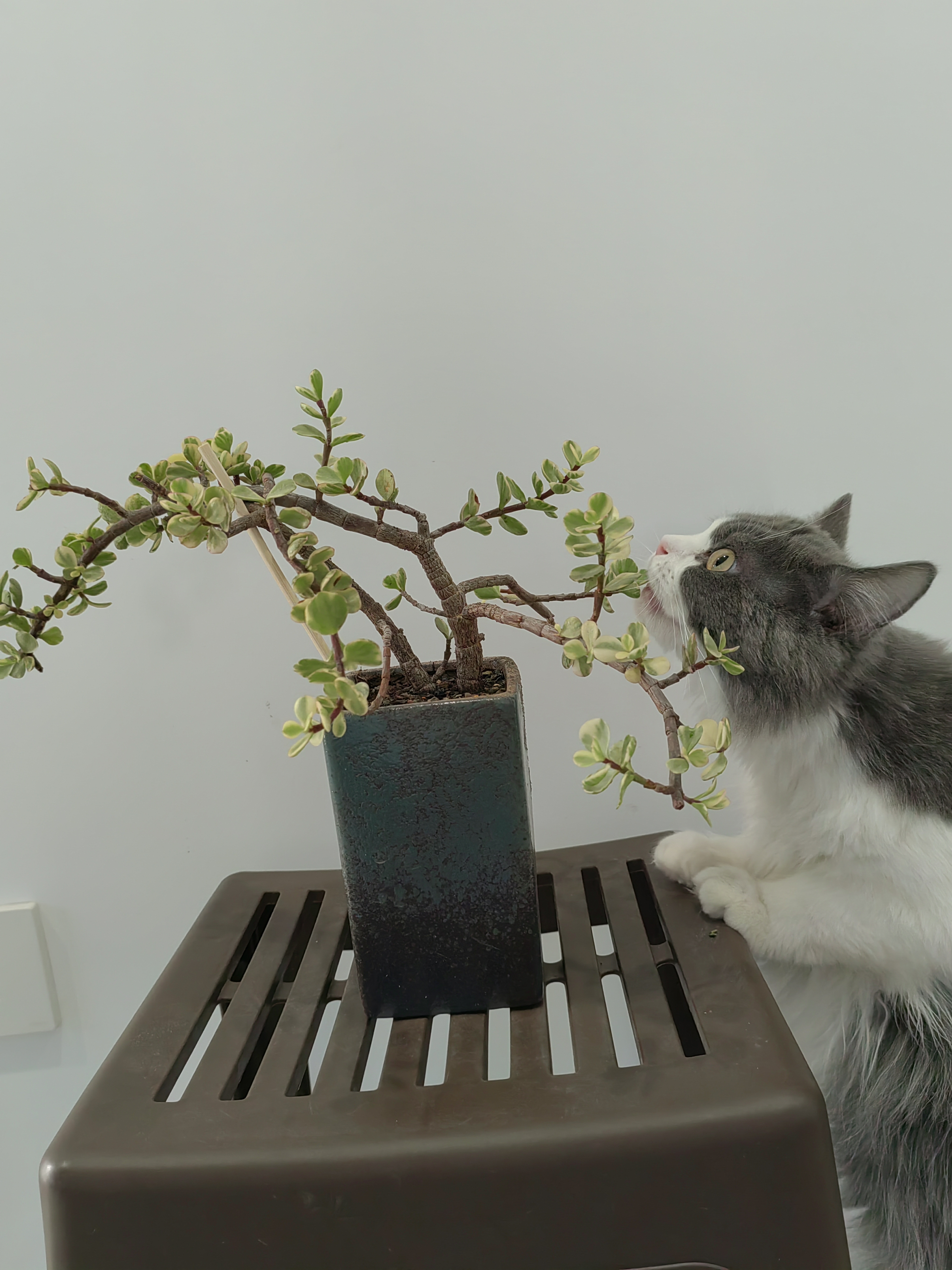 养了7年多的雅乐之舞成了长发姑娘 ,很占地方,几