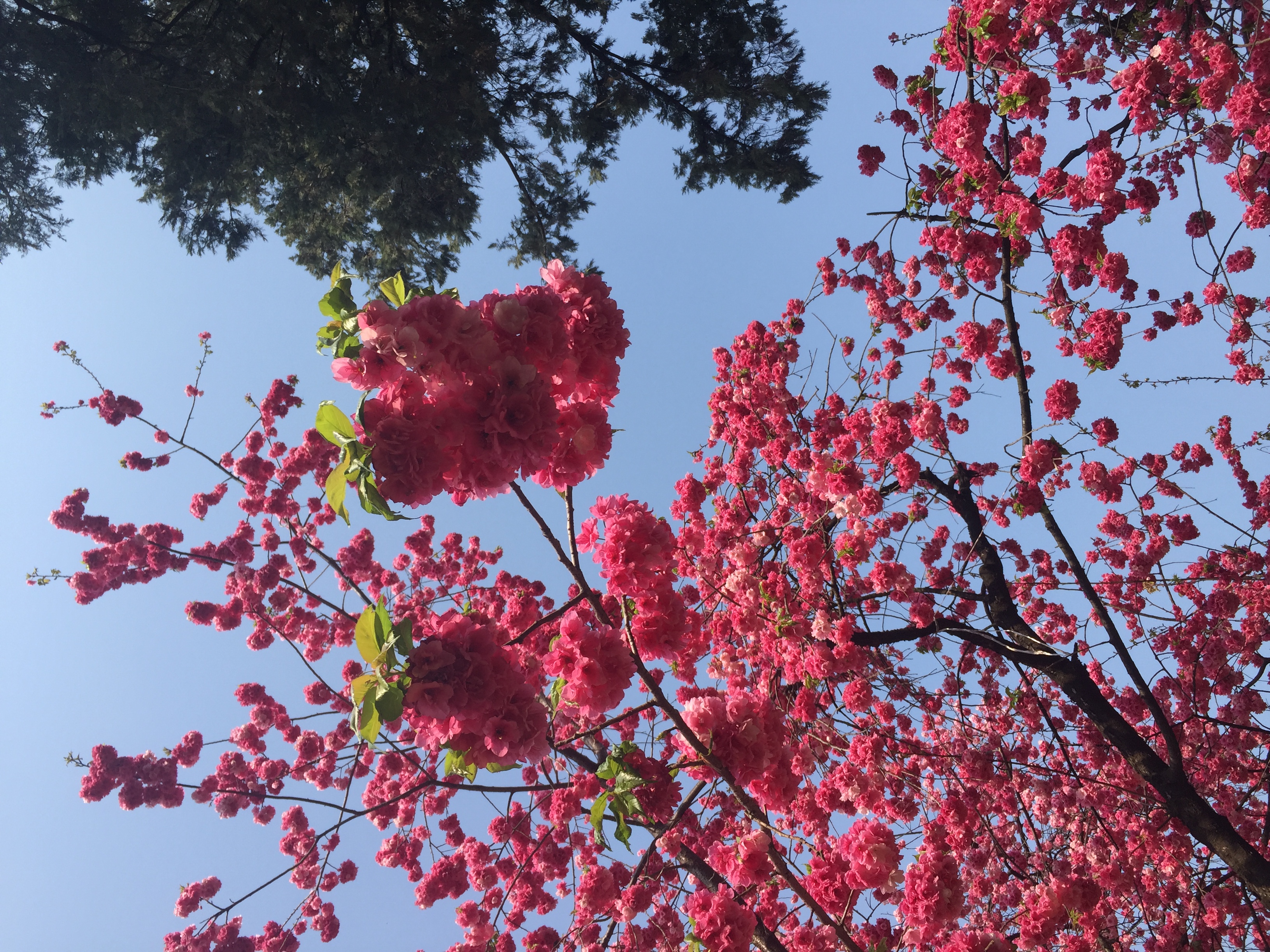 圆通山动物园樱花图片