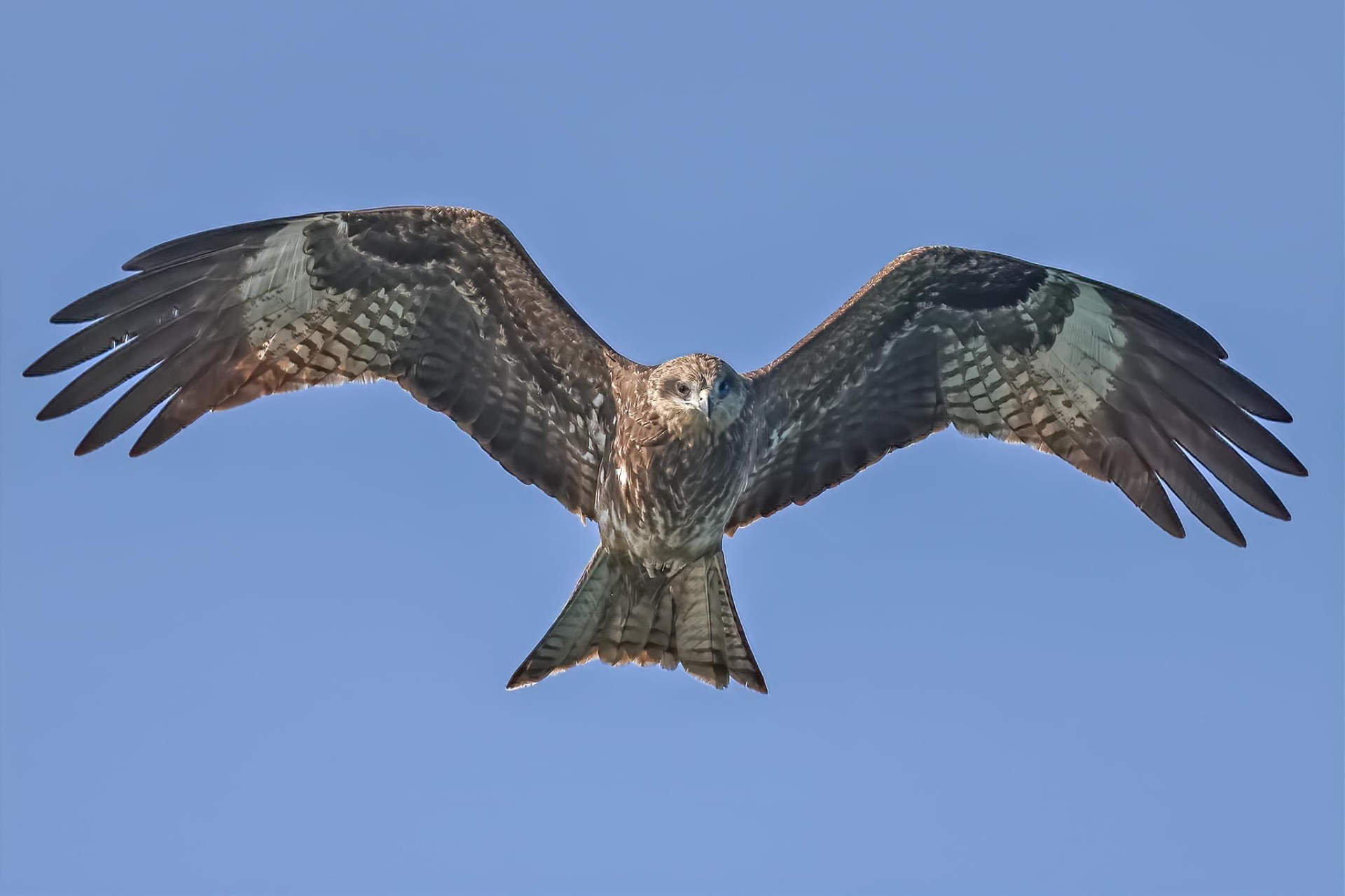 黑鸢(学名:milvus migrans),俗称麻鹰,老鹰,老雕,黑耳鹰,老鸢或鸡屎鹰