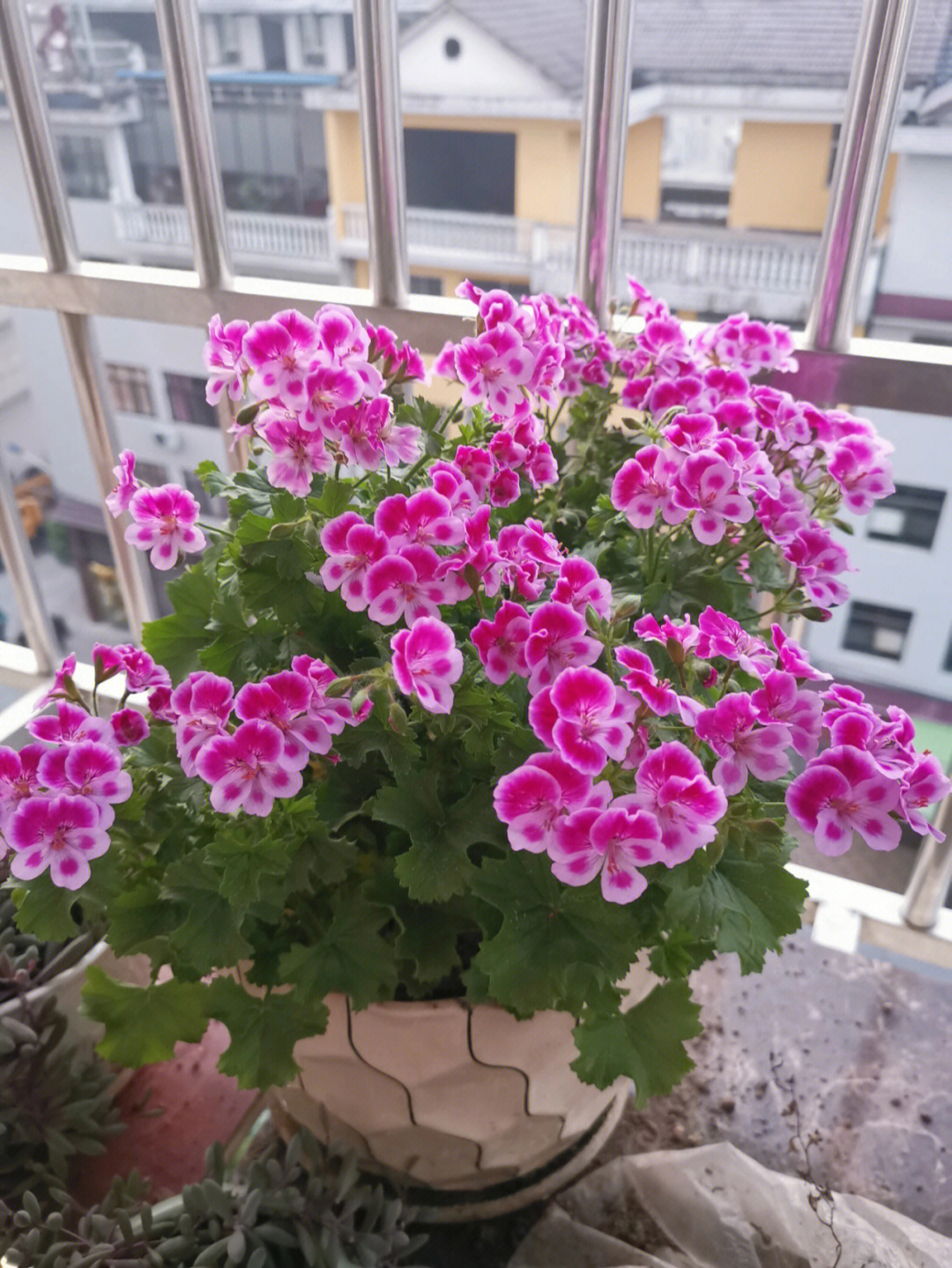 养花#天竺葵(学名:pelargonium hortorum),别名洋绣球icon,石腊红,原
