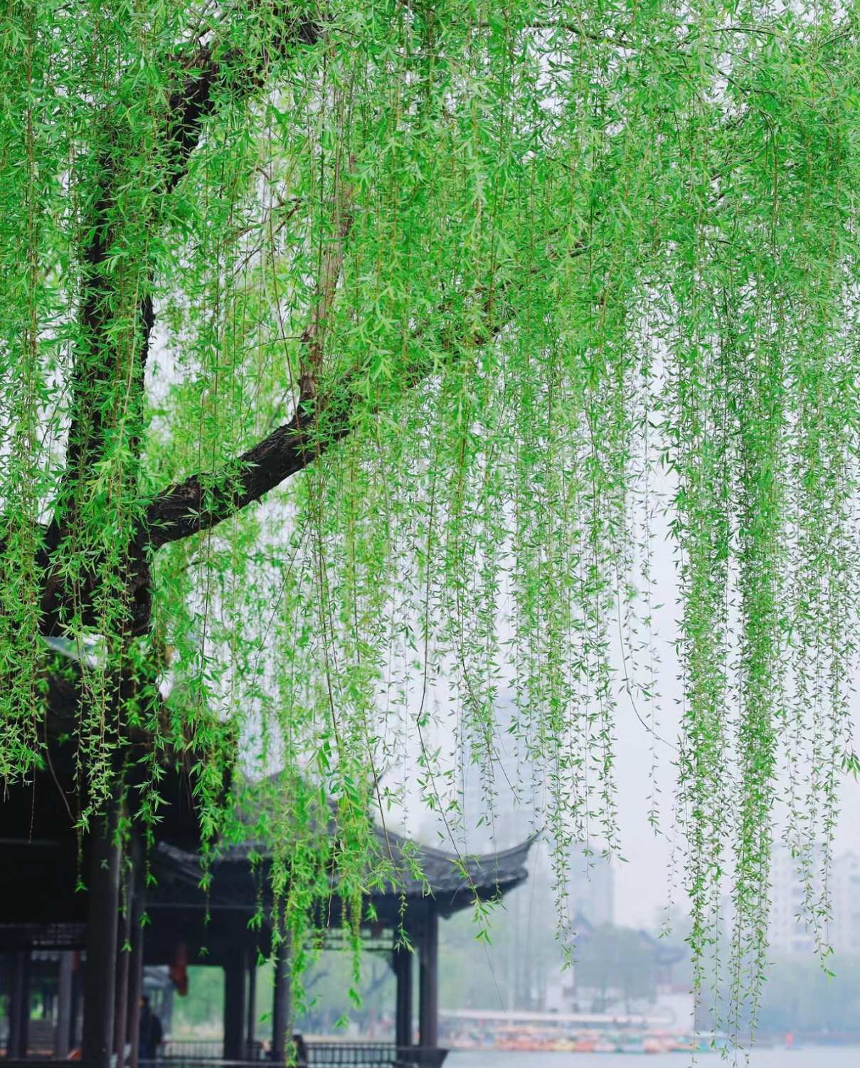 春三月的春天细雨绵绵 春天的细雨绵绵,如丝如缕,仿佛是大自然的琴弦