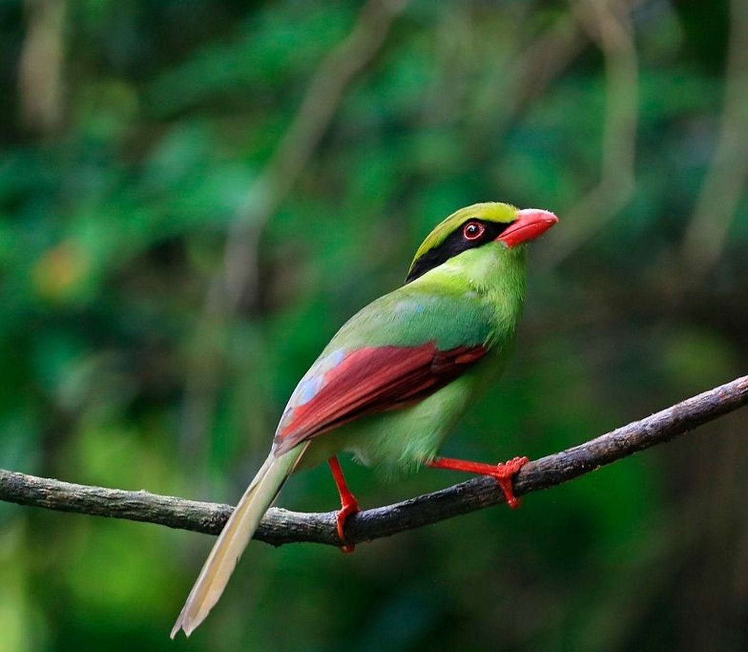 美丽可爱之小鸟