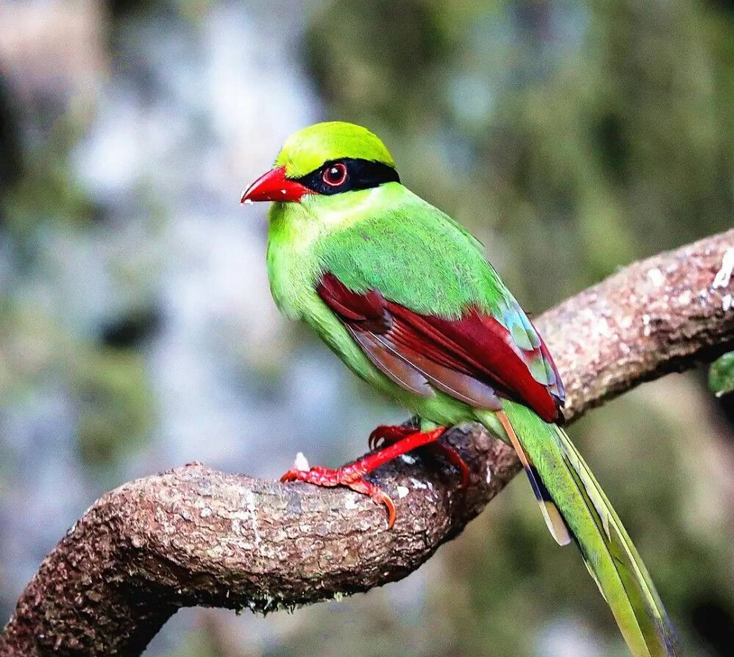 美丽可爱之小鸟