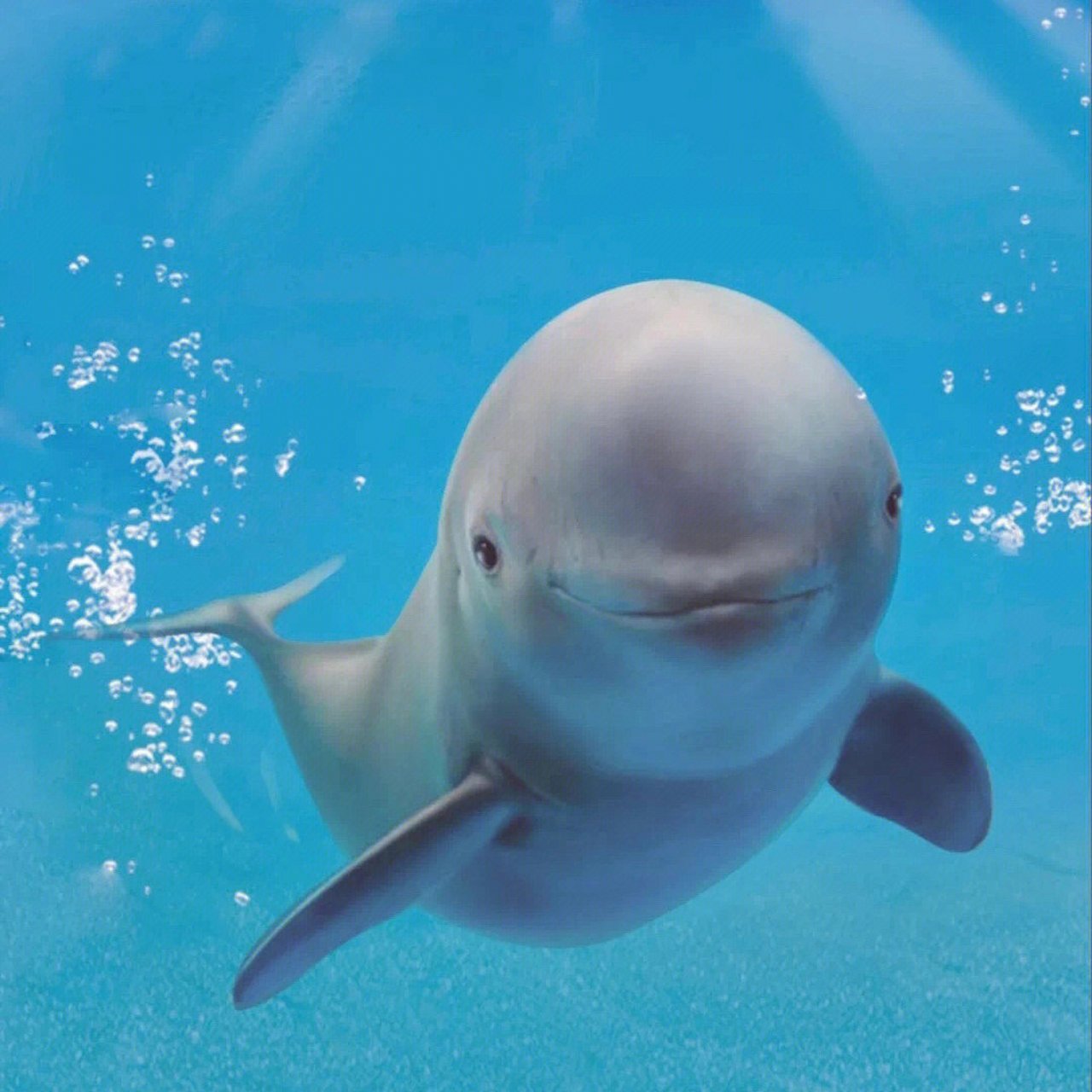 长江江豚,被誉为"微笑天使",是中国长江流域特有的珍稀水生哺乳动物.