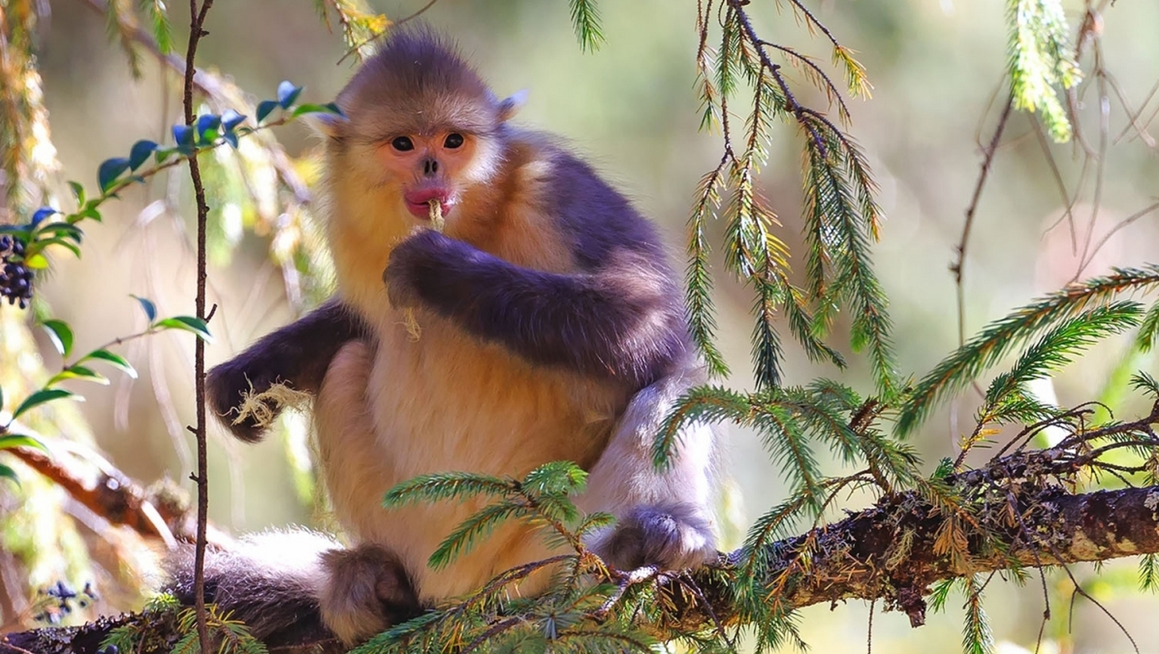 (rhinopithecus bieti),又称黑白仰鼻猴,是我国特有的珍稀灵长类动物