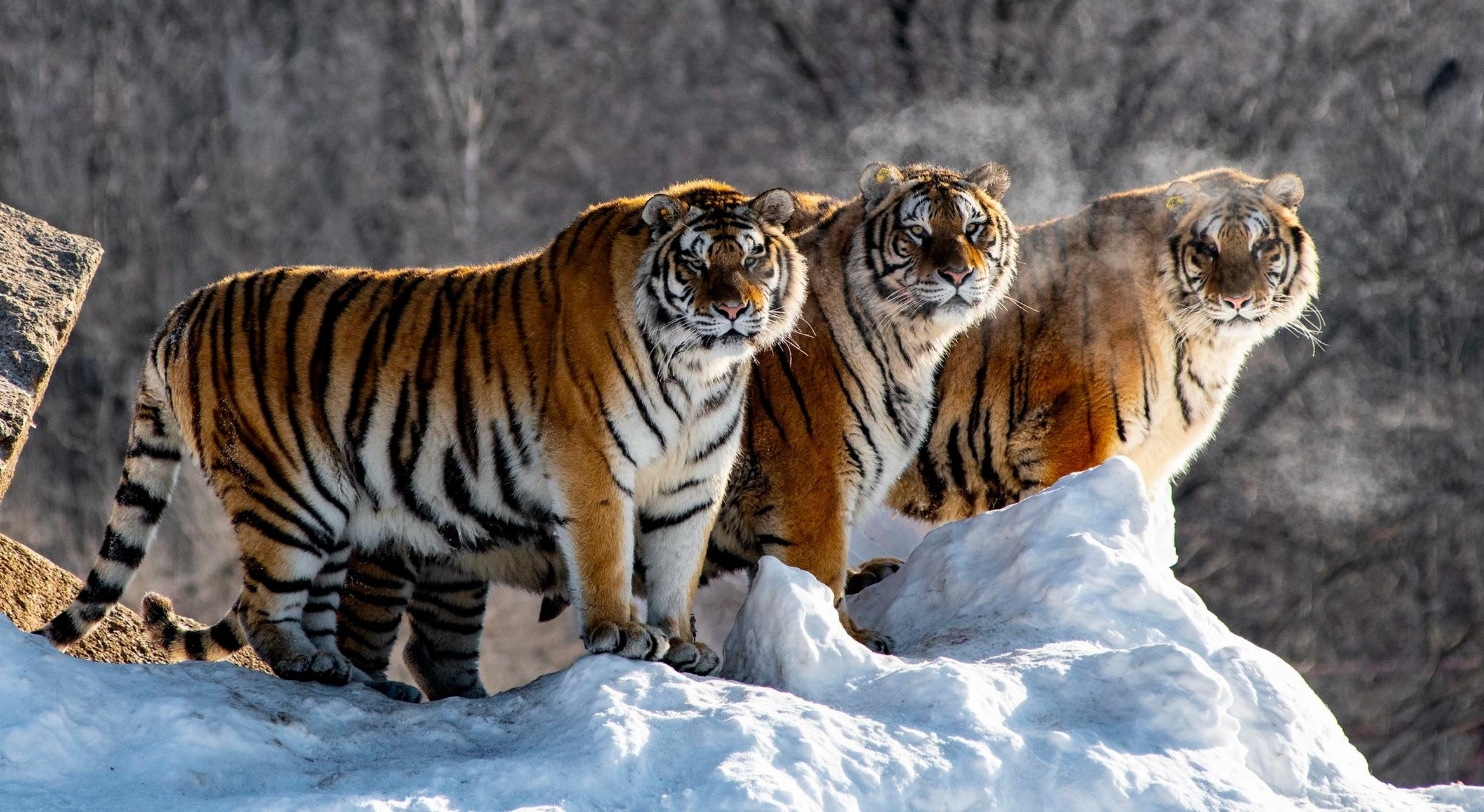 因栖息地丧失和偷猎,东北虎数量锐减,但通过保护措施,它们的种群数量