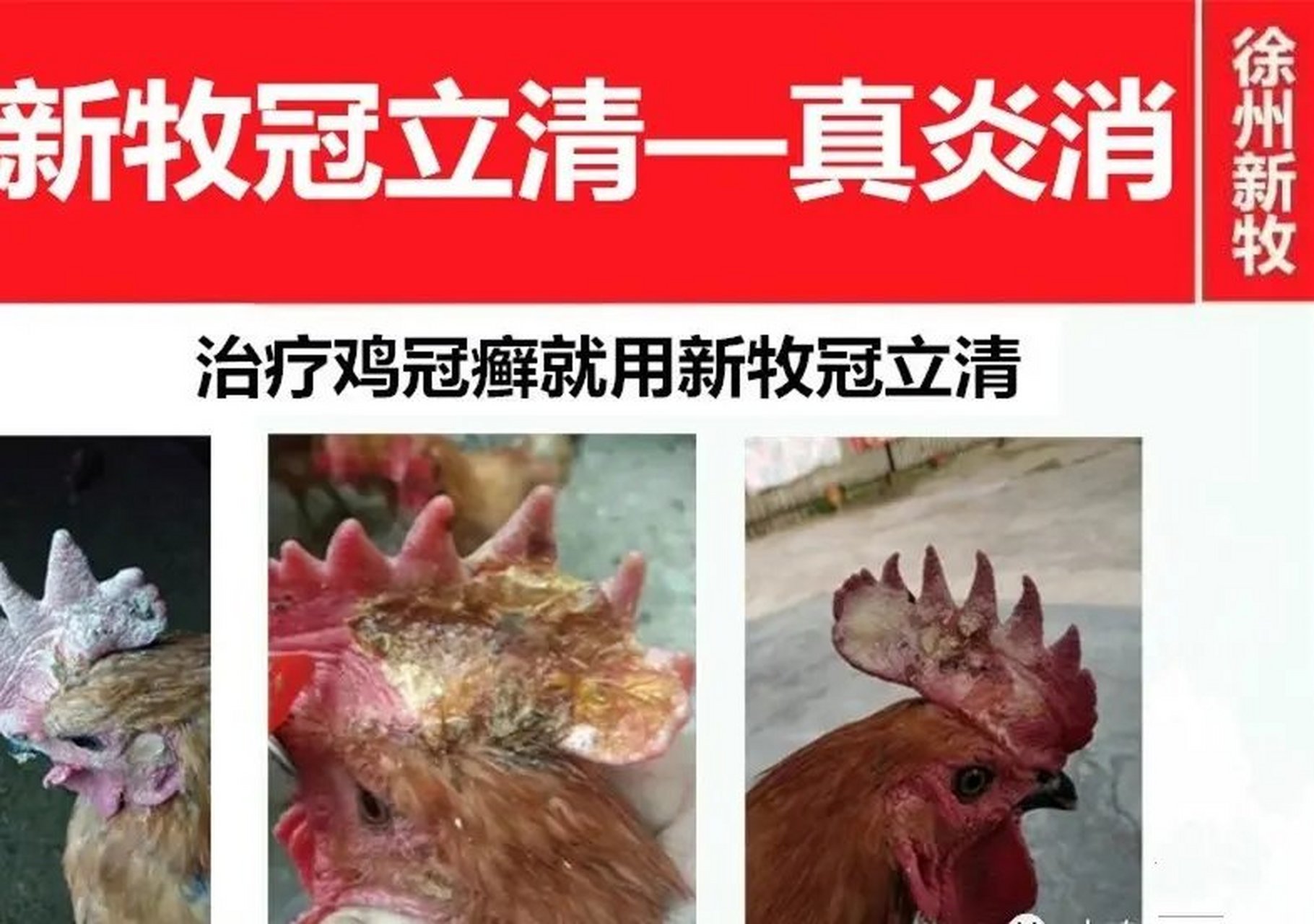 鸡冠癣  又称头癣或黄癣,发病症状: 其特征是在头部无毛处,尤其是在鸡