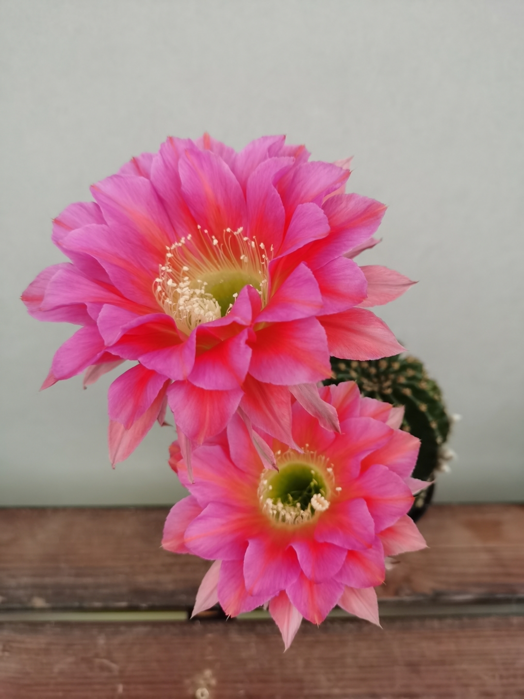 养花# 今早例行巡视露台时,发现浓桃筋仙人球开花了.