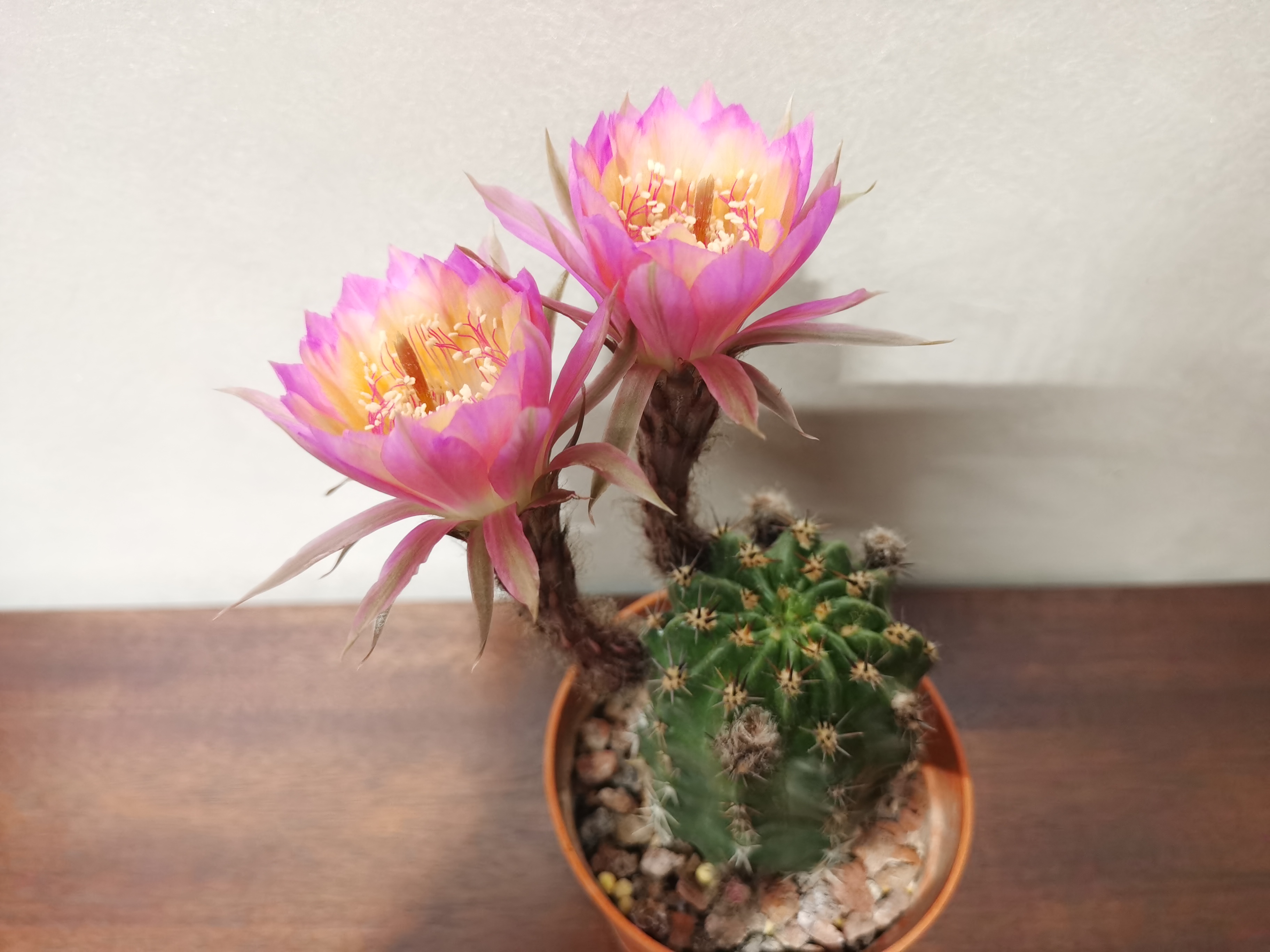 养花#  仙人球——极光的花姗姗来迟,确实漂亮.