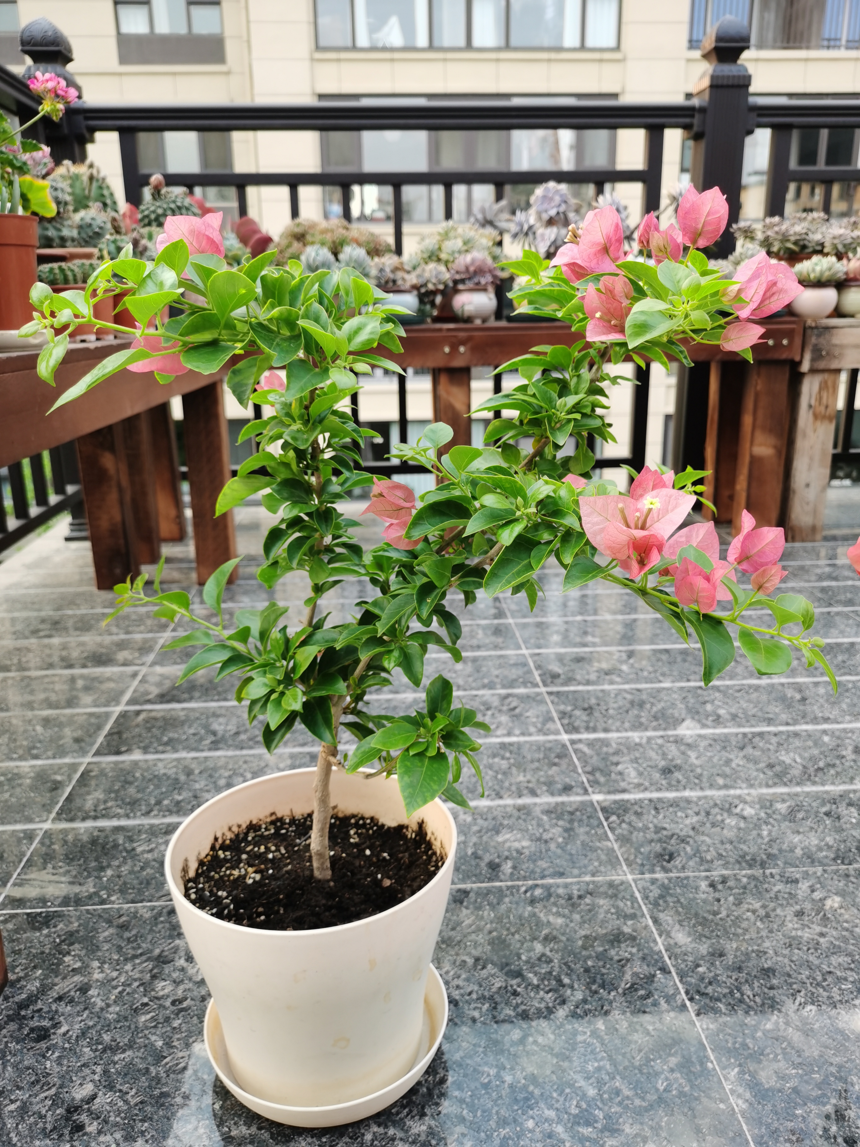 养花# 三角梅不甜西瓜和卡亚塔已经开花了,颜色都很清新好看,在去年