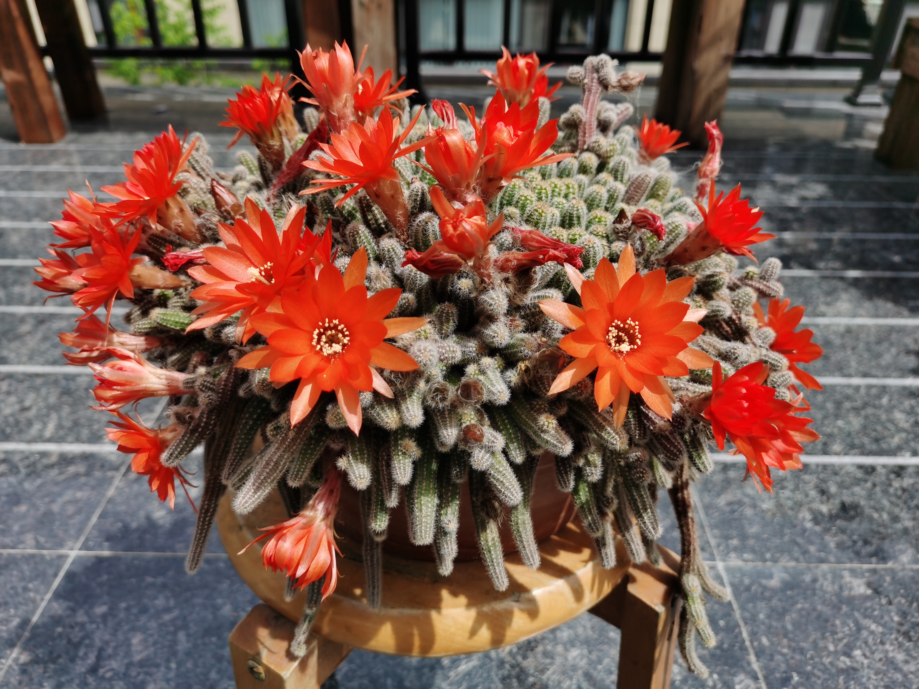 今朝终于爆发,这就是"毛毛虫多肉图片大全毛毛虫多肉开花毛毛虫开花