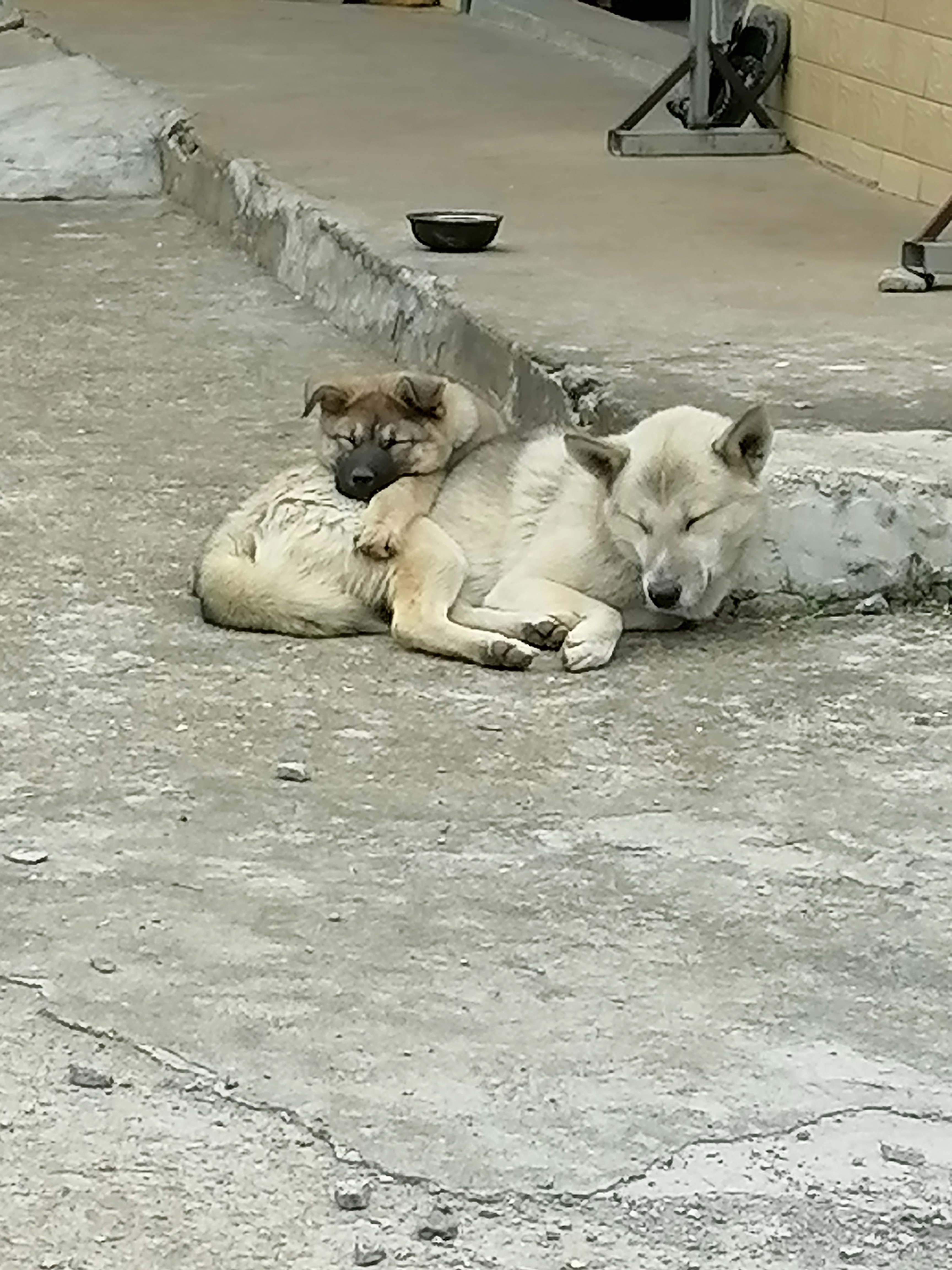 狗狗之间的和谐画面