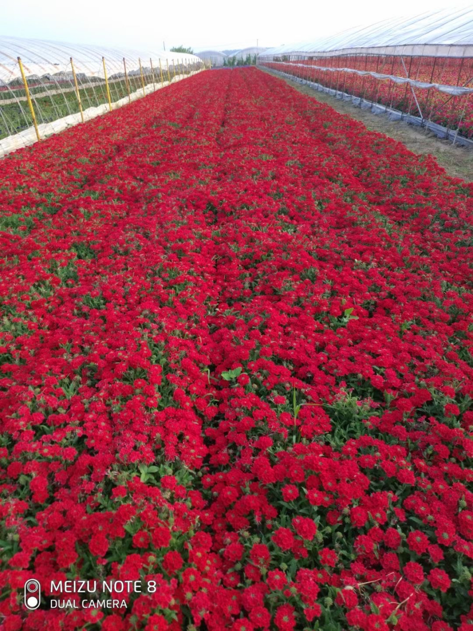 美女樱 ,红色草本花卉,旅游景点花海优选品种