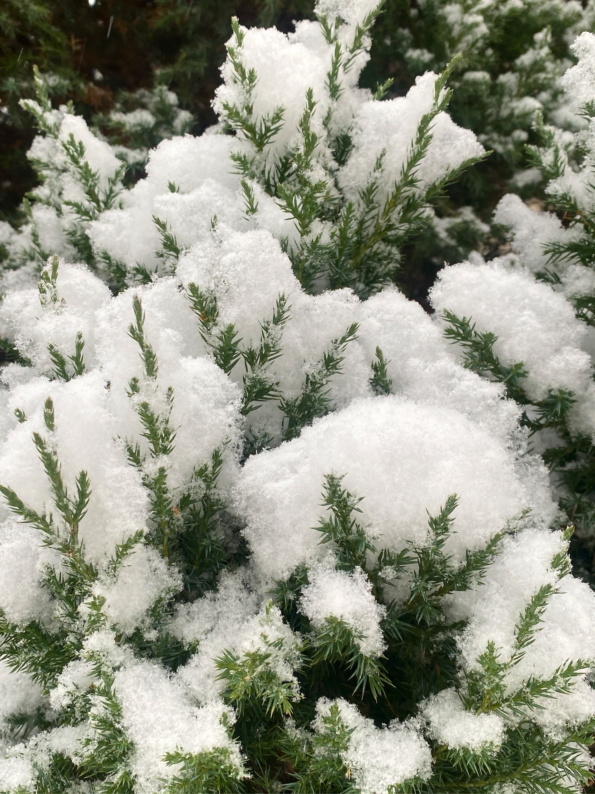 那些被雪覆盖的植物,仿佛披上了白色的纱衣,显得格外美丽.