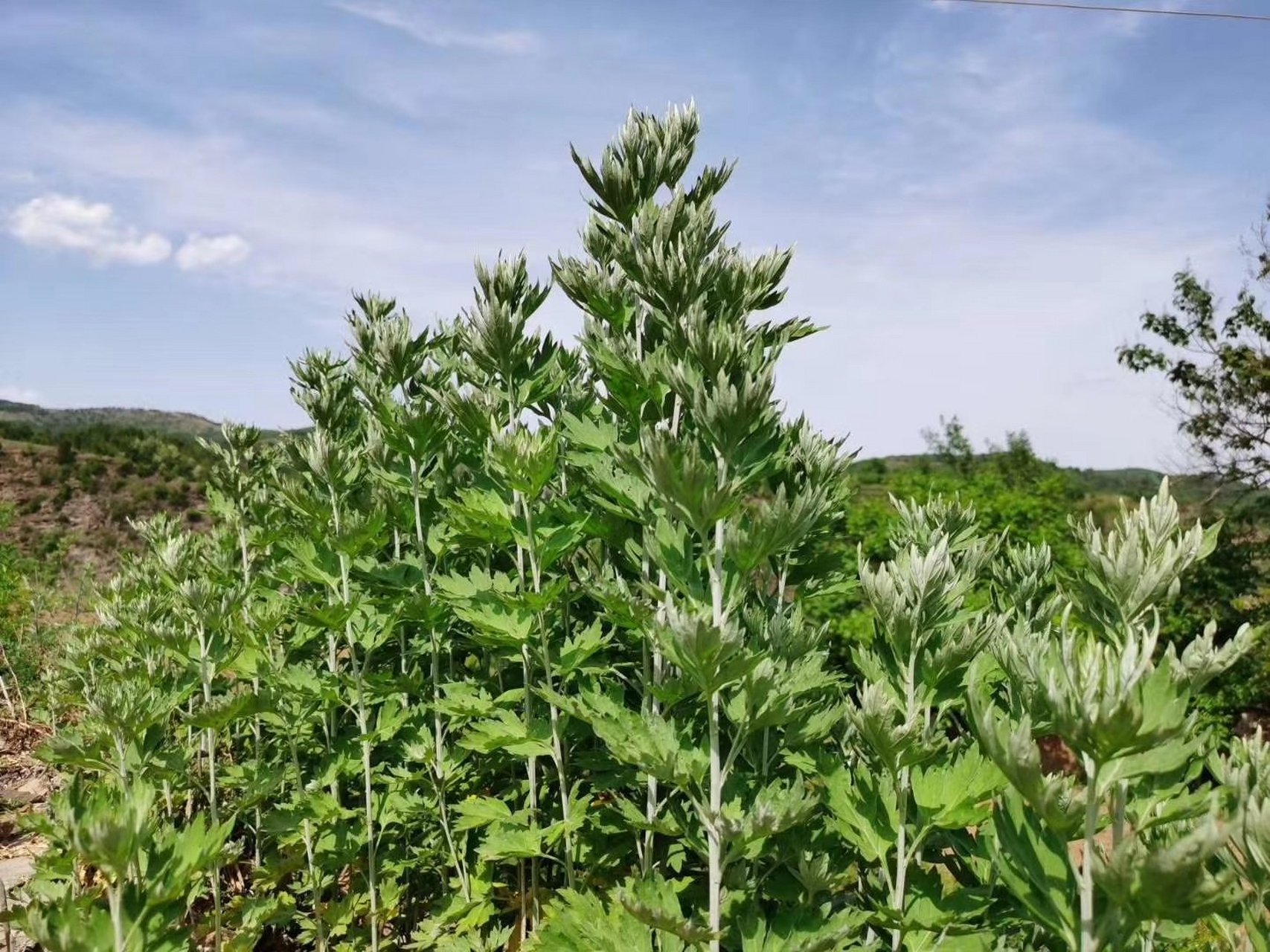 矮豚草是草本植物,矮豚草花粉还对人类健康有害,是引起"花粉过敏症"