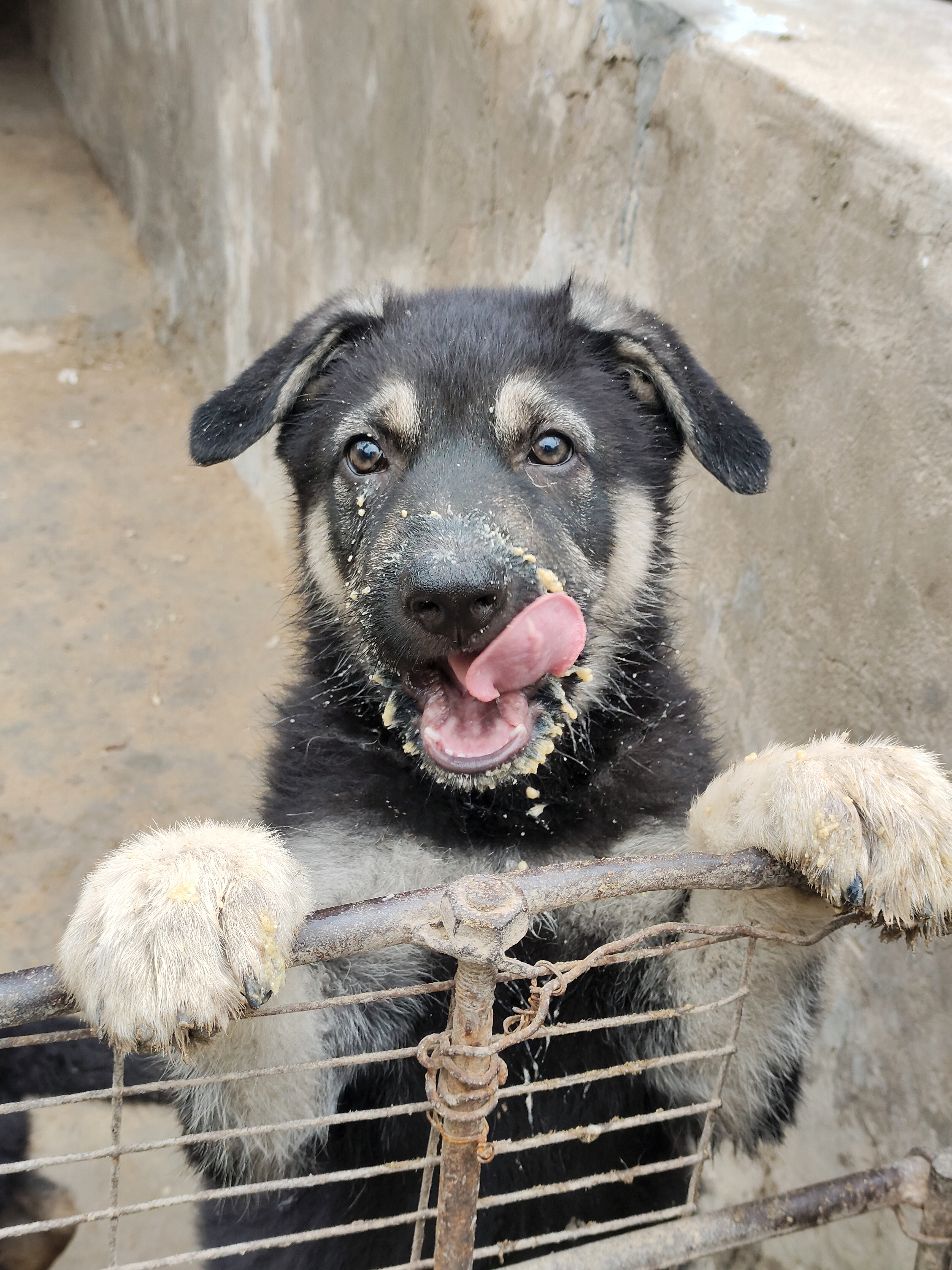 东欧牧羊犬标准图图片