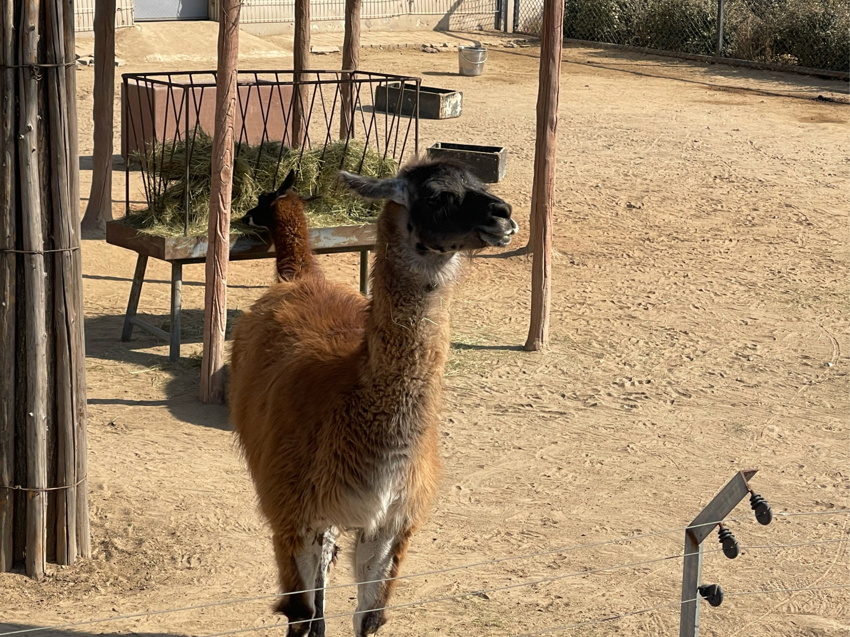 唐山可圈可點# 春遊唐山動物園#唐山頭條