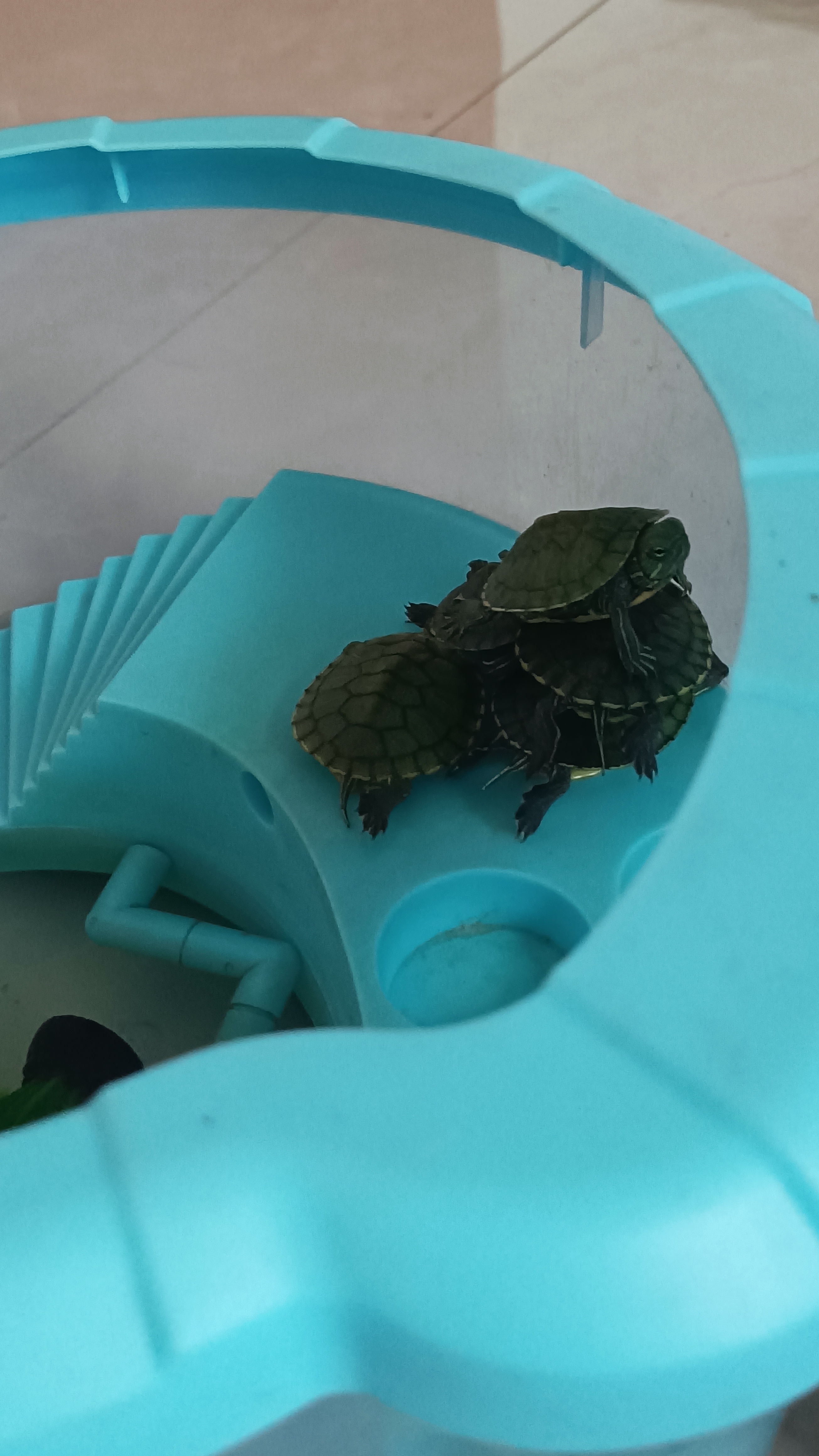 一群悠闲的小乌龟