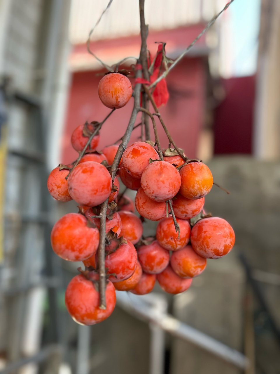 老话说"桃养人,柿伤人",柿子估计是最不受待见的水果了,别看长的特别