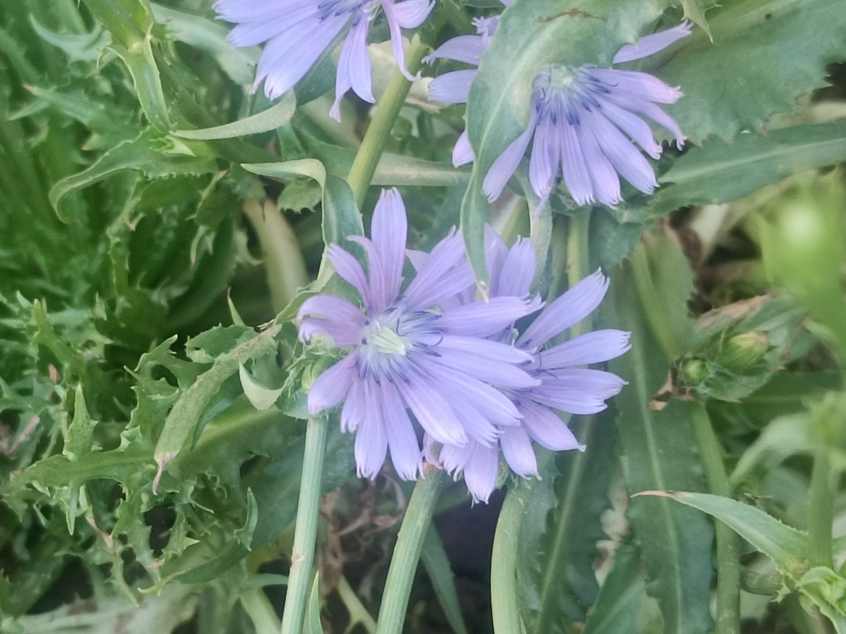 苦菊开花,还是第一次见到,以前不等它开花就被吃完了,今年机缘巧合剩