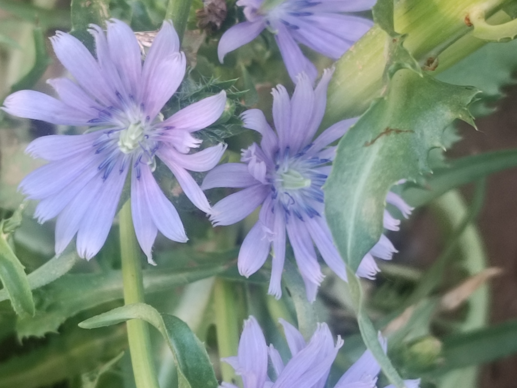 苦菊开花,还是第一次见到,以前不等它开花就被吃完了,今年机缘巧合剩