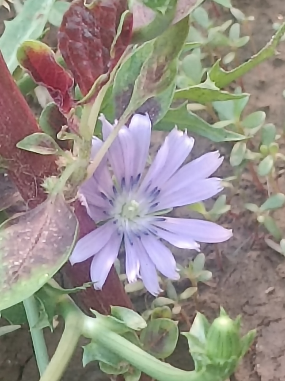 苦菊开花,还是第一次见到,以前不等它开花就被吃完了,今年机缘巧合剩