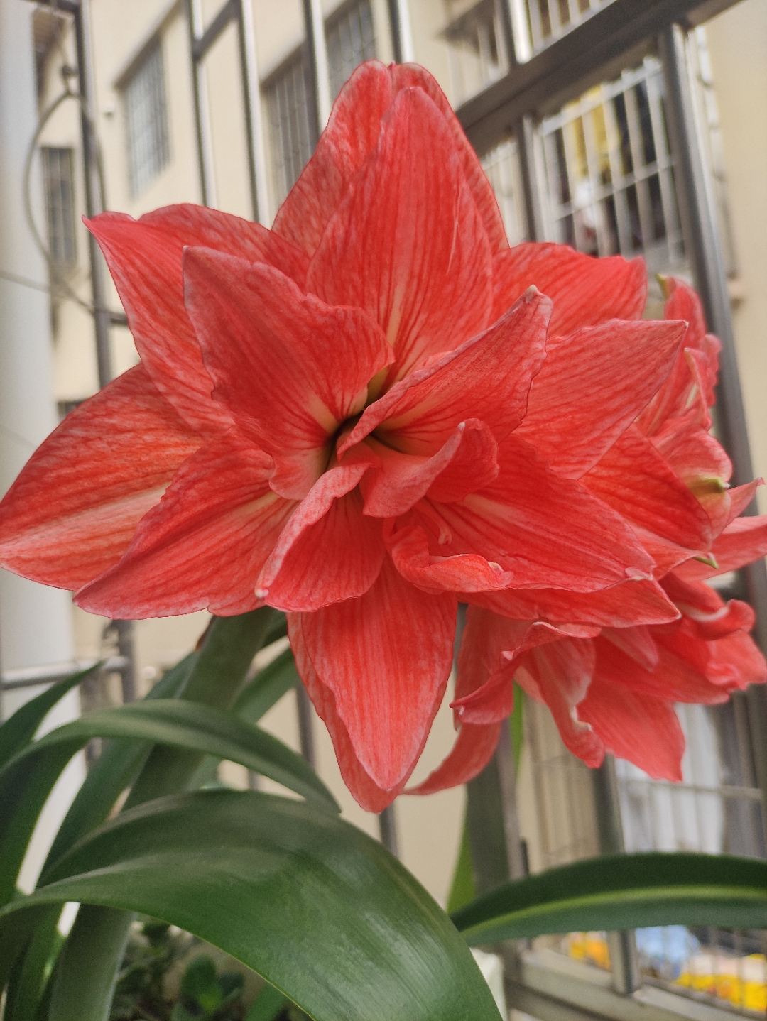 朱顶红珍妮小姐 花瓣很大但是会后翻,没有花粉不能授粉杂交