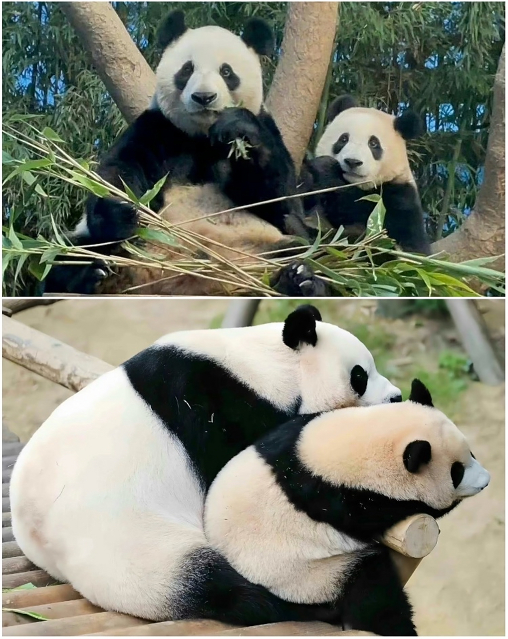 韩国大熊猫爱宝,中文名字华妮 生了一对双胞胎姐妹耶 	 福宝当姐姐啦 