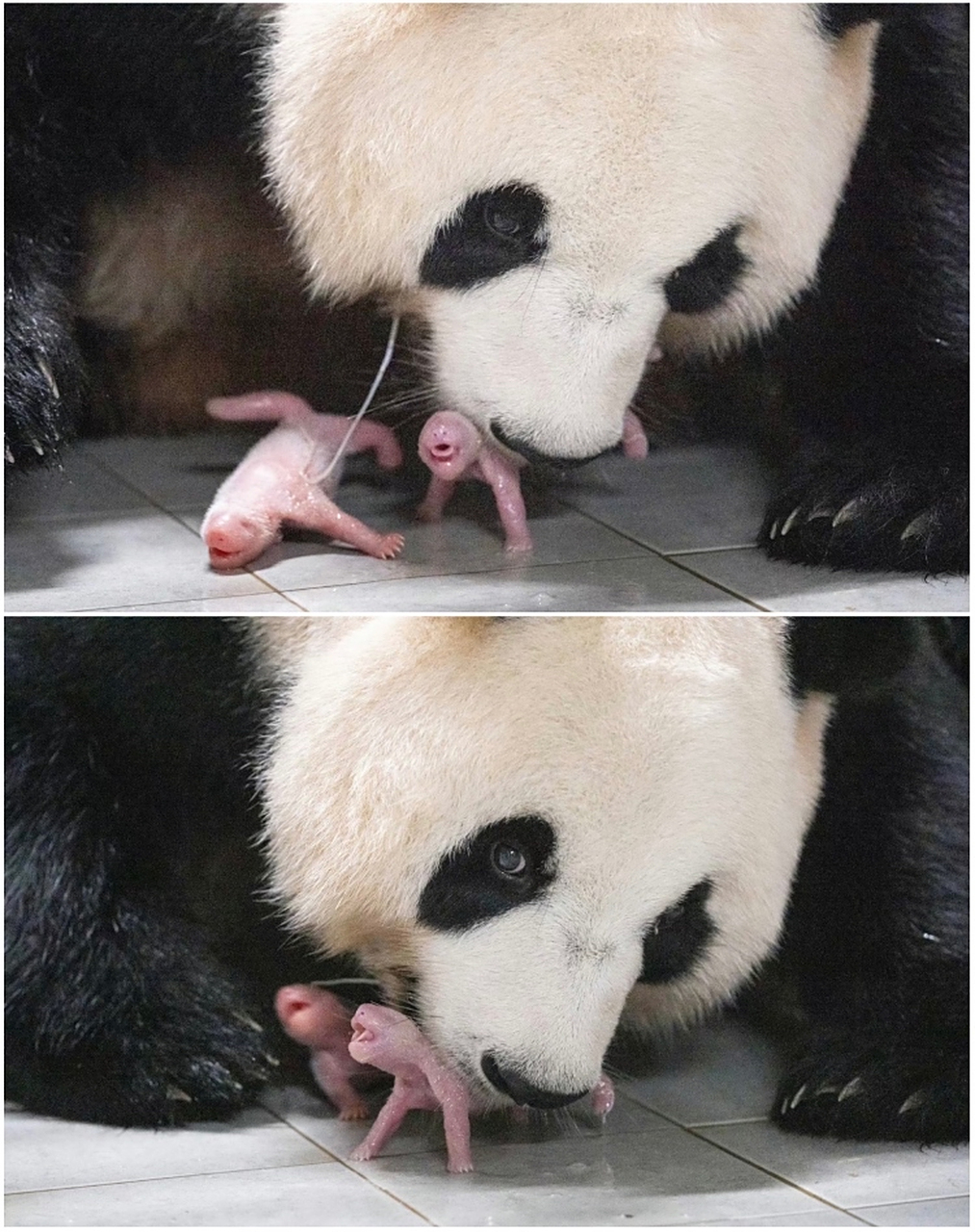 韩国大熊猫爱宝,中文名字华妮 生了一对双胞胎姐妹耶 	 福宝当姐姐啦