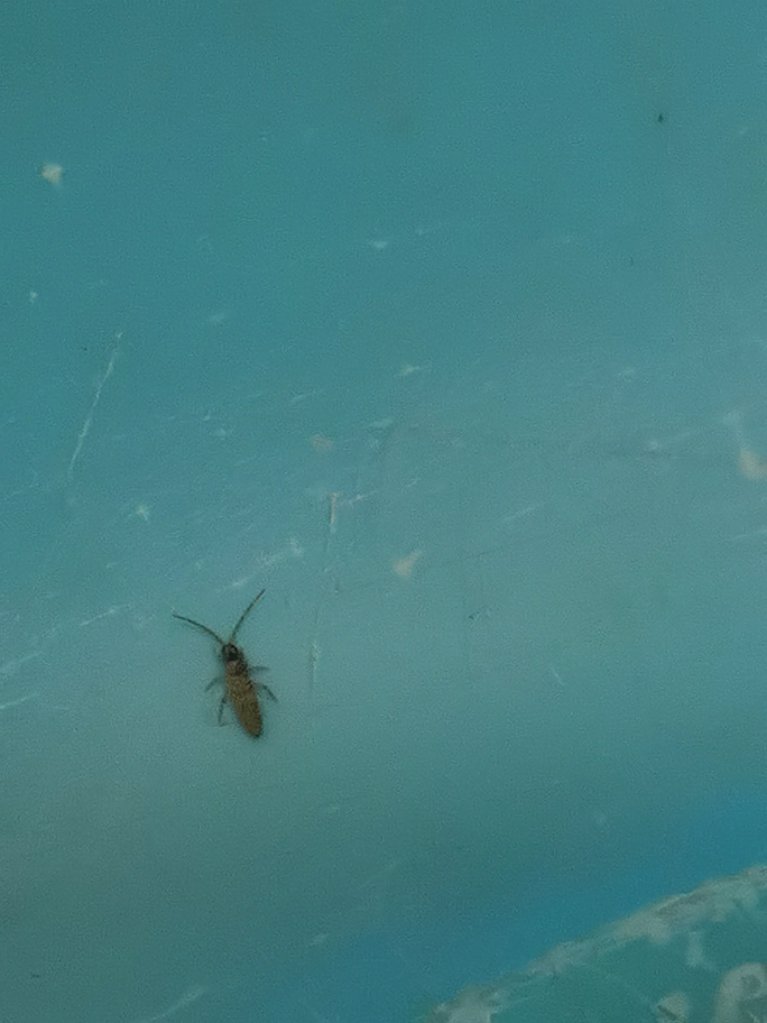 三更半夜起来随便看到一家,就下了,不过是真的有用,现在家里的烟灰虫