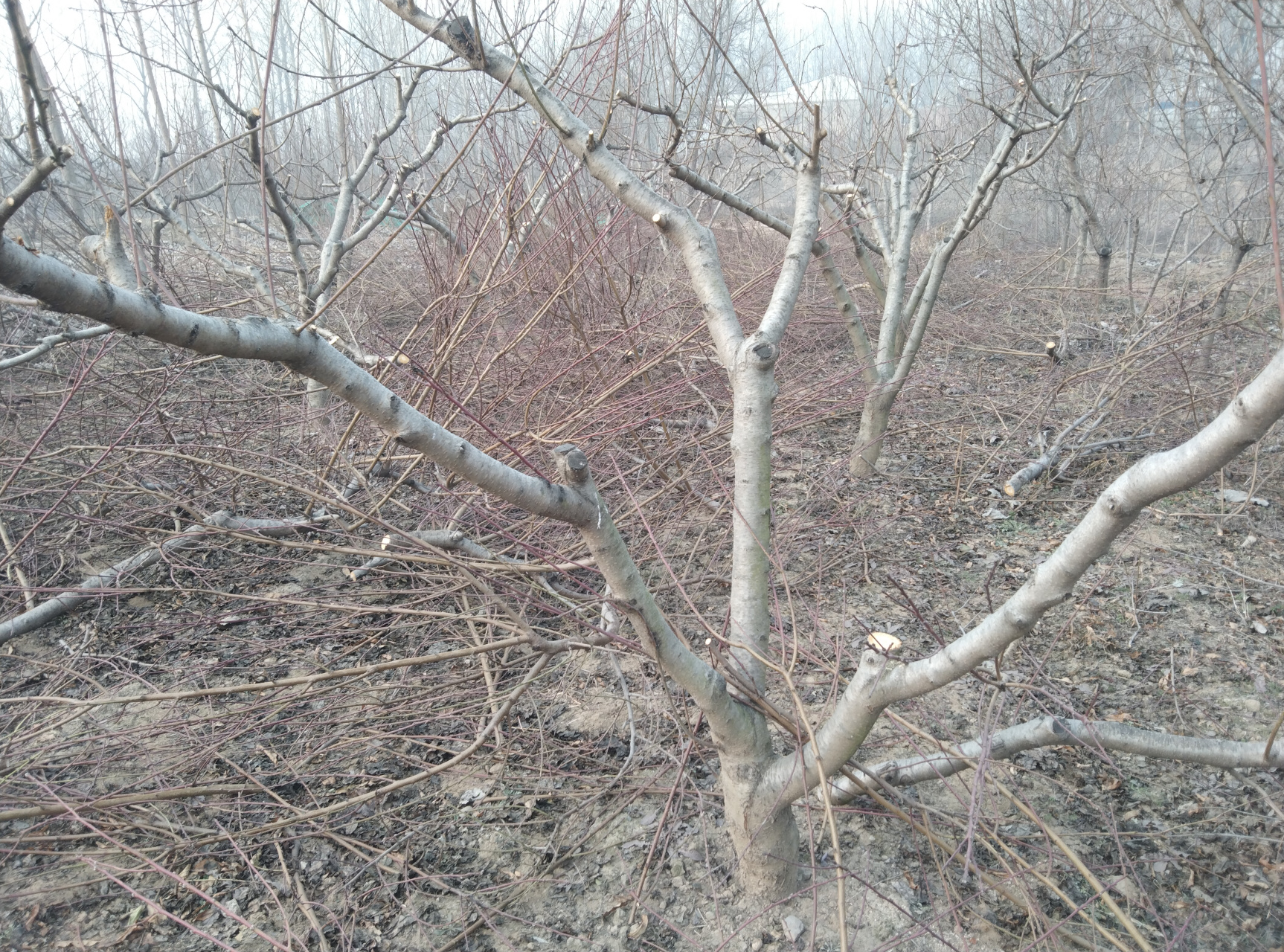 桃树冬季修剪技术要点图片