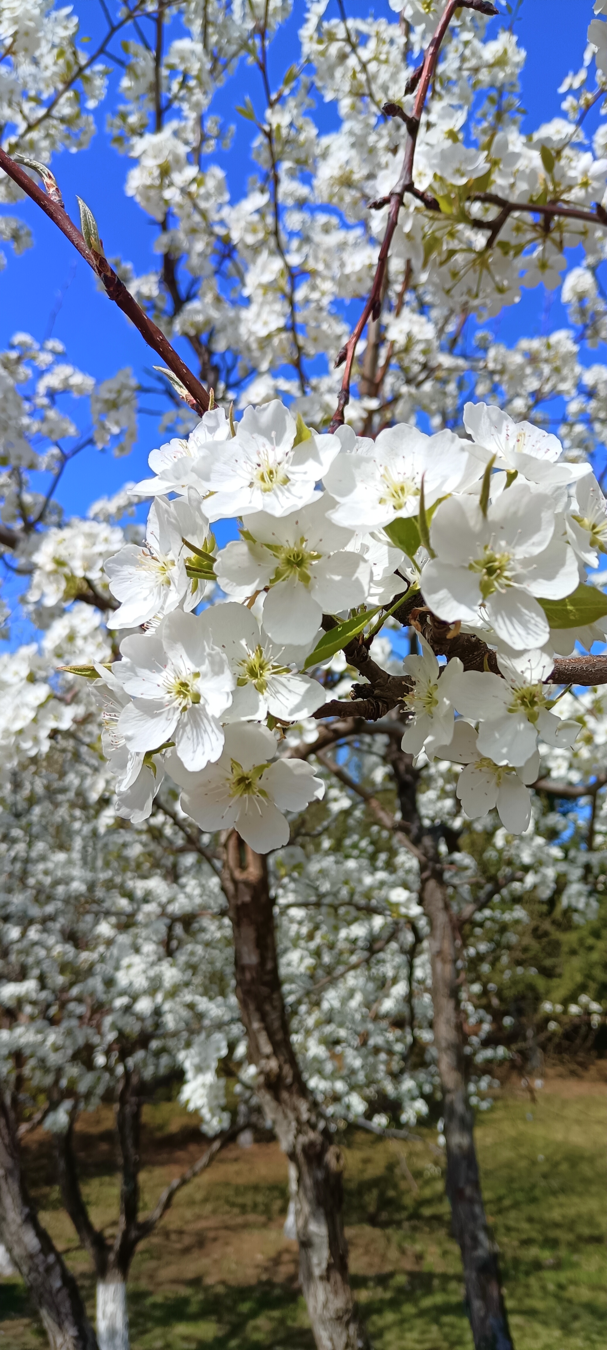 梨花园长春#城市点评