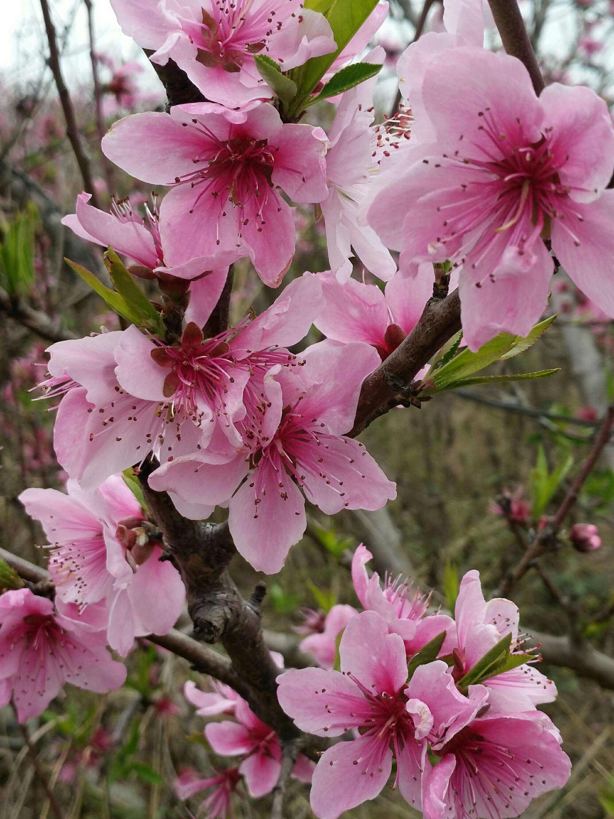 三月桃花图片大全图片