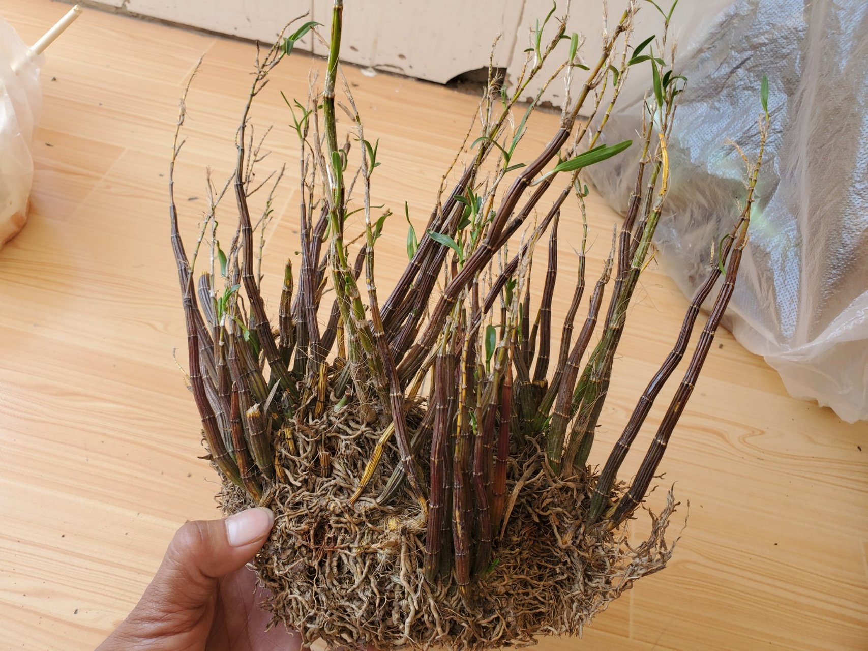 红杆姬竹石斛,花期4,5月,花香,虽然个体不大,开出来的花却惊艳#花卉