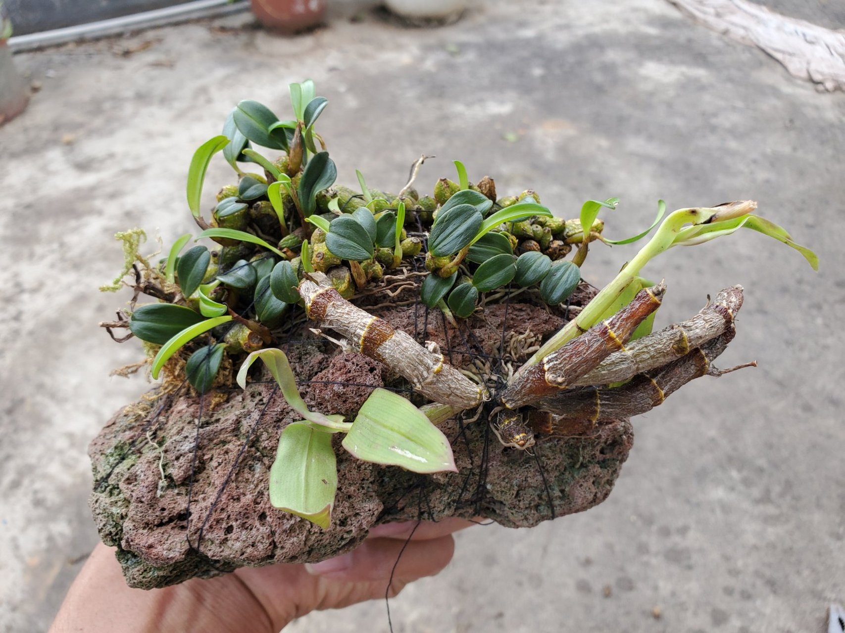 种上去了石豆兰,辣妹石斛,肿节石斛,要看你们的造化了#石斛# #兰花