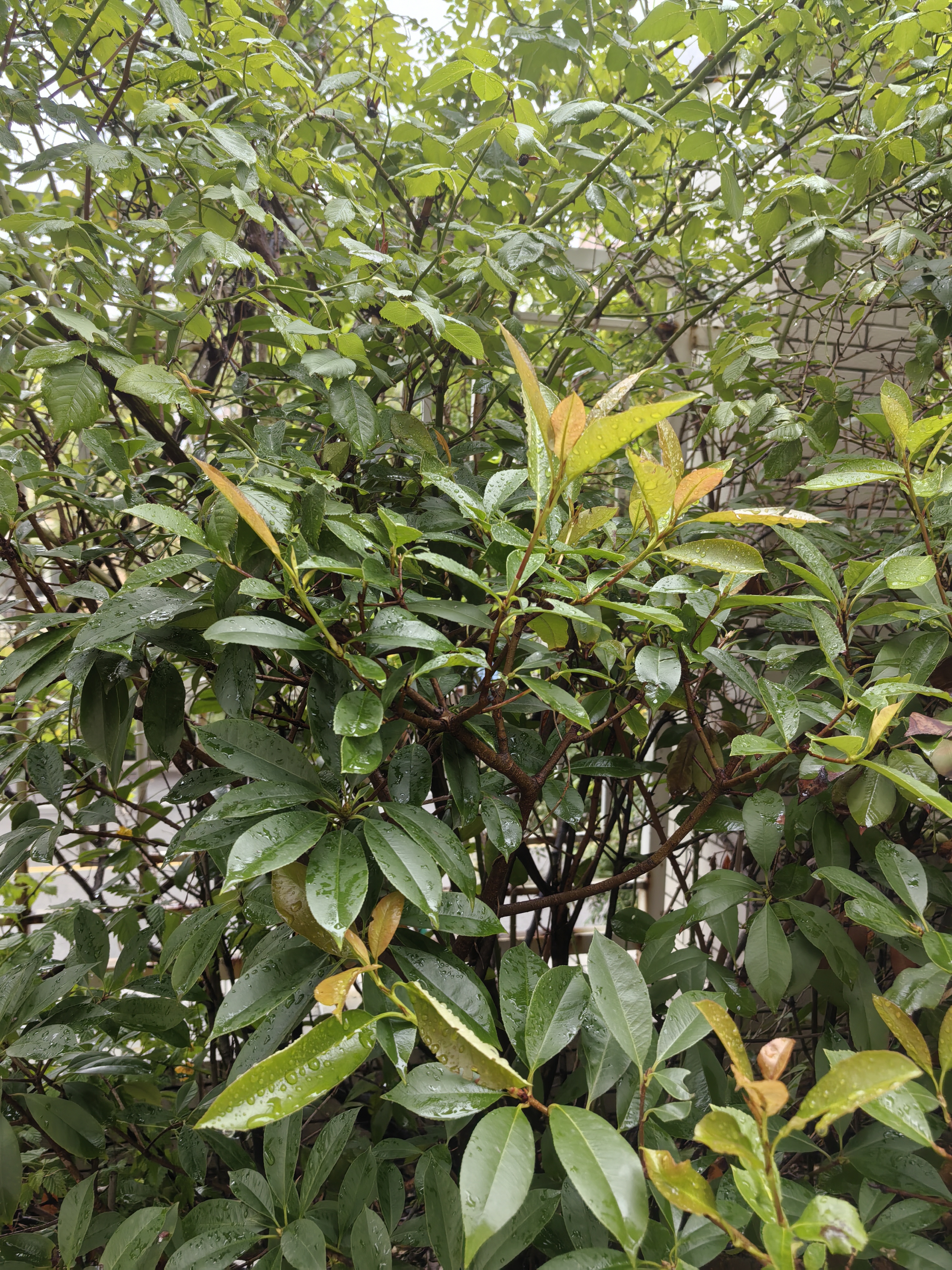 雨后清晨图片图片