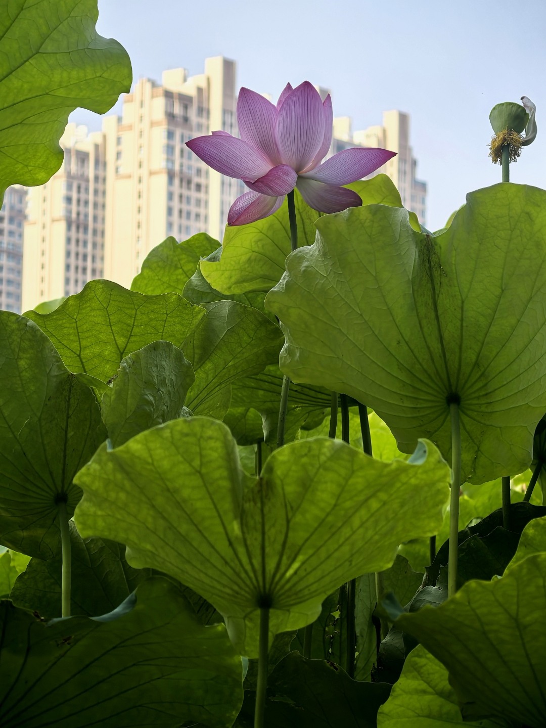 要想玩好这个地方,首先你要知道兴洛湖公园,从北至